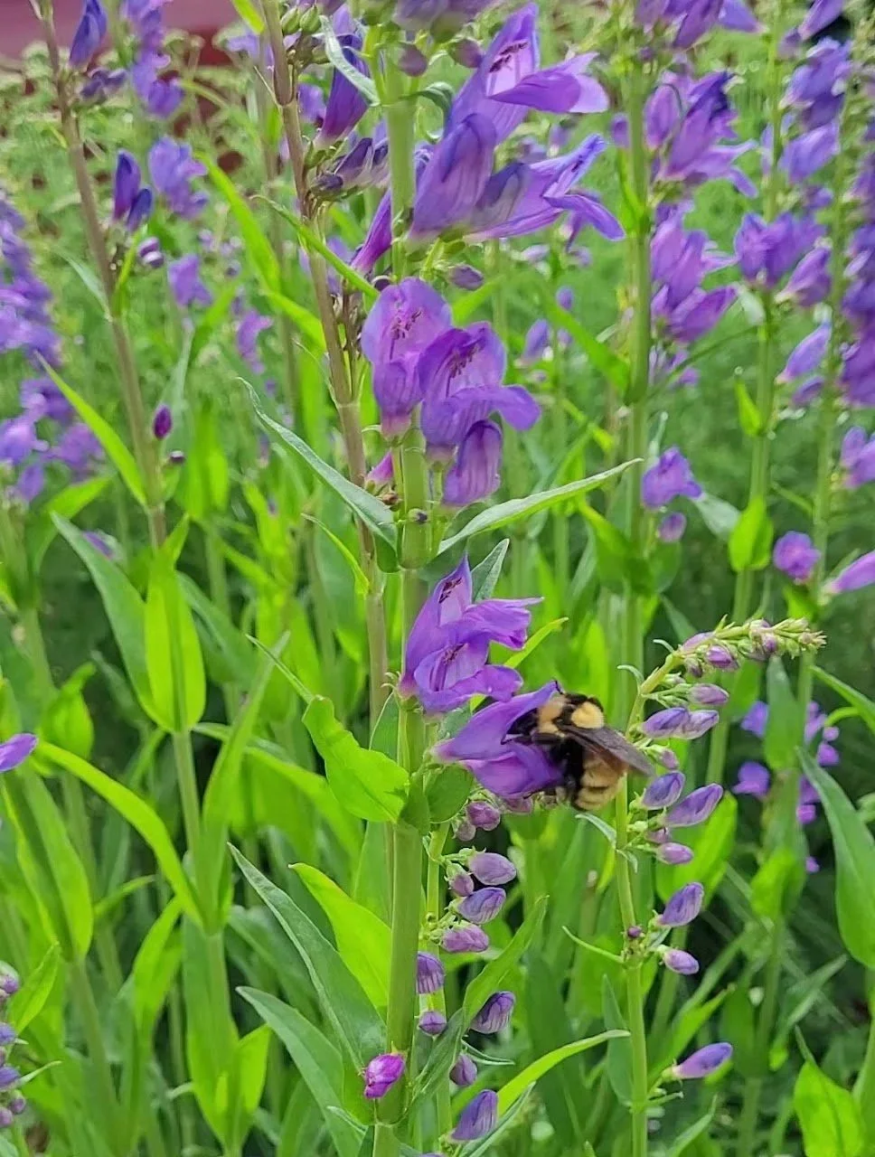 Purple wildflowers with a bee collecting nectar among them.