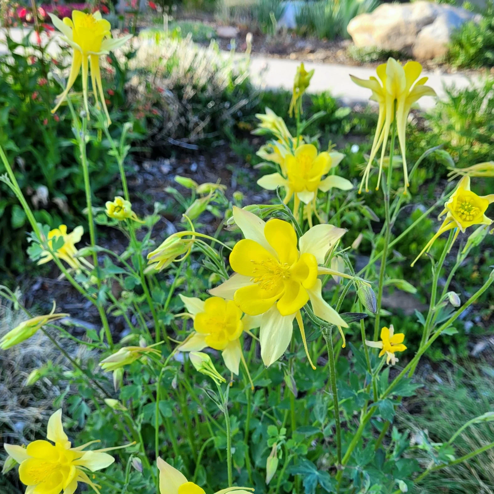 Yellow flowers growing in a garden bed.