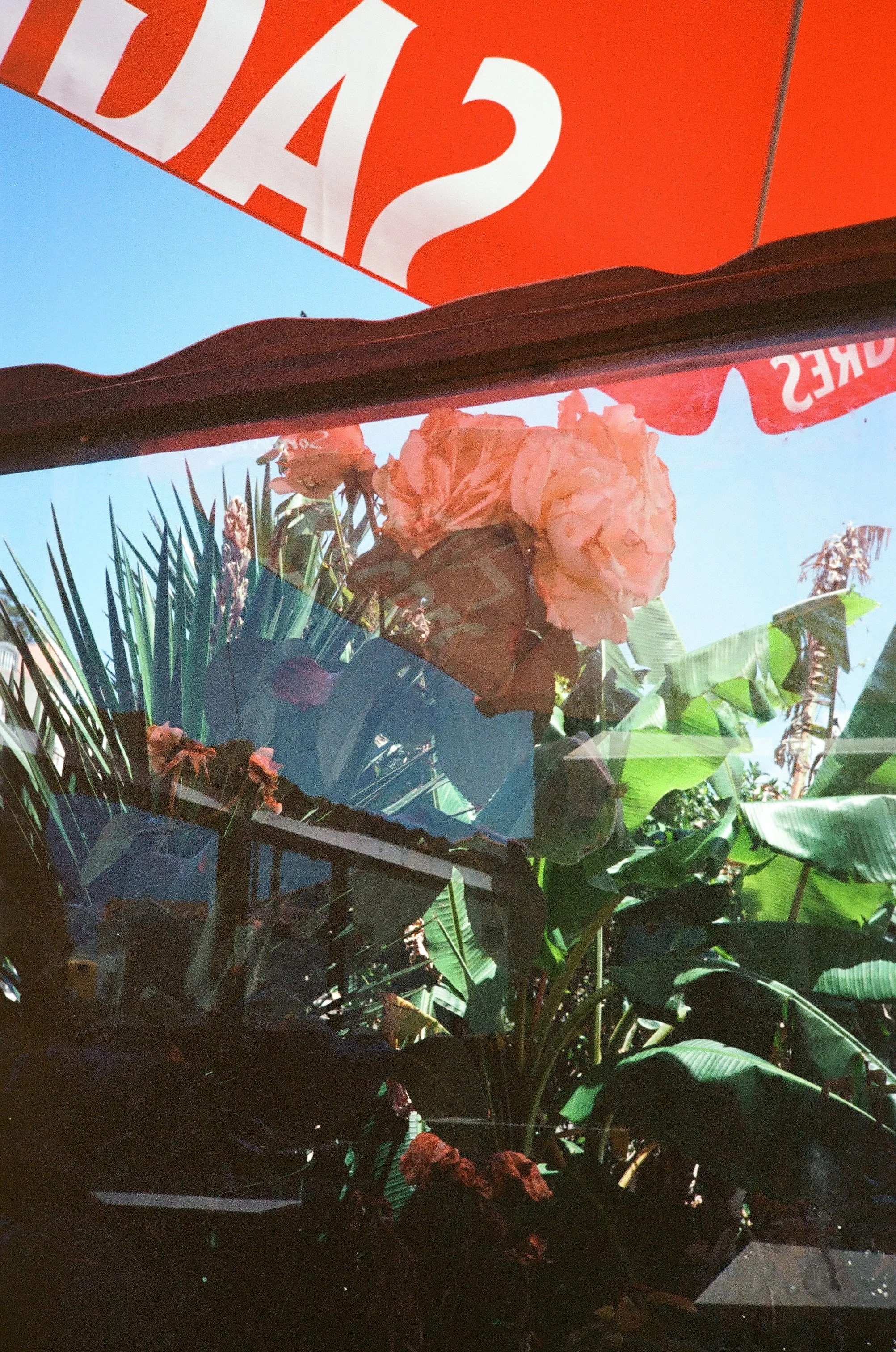 flora