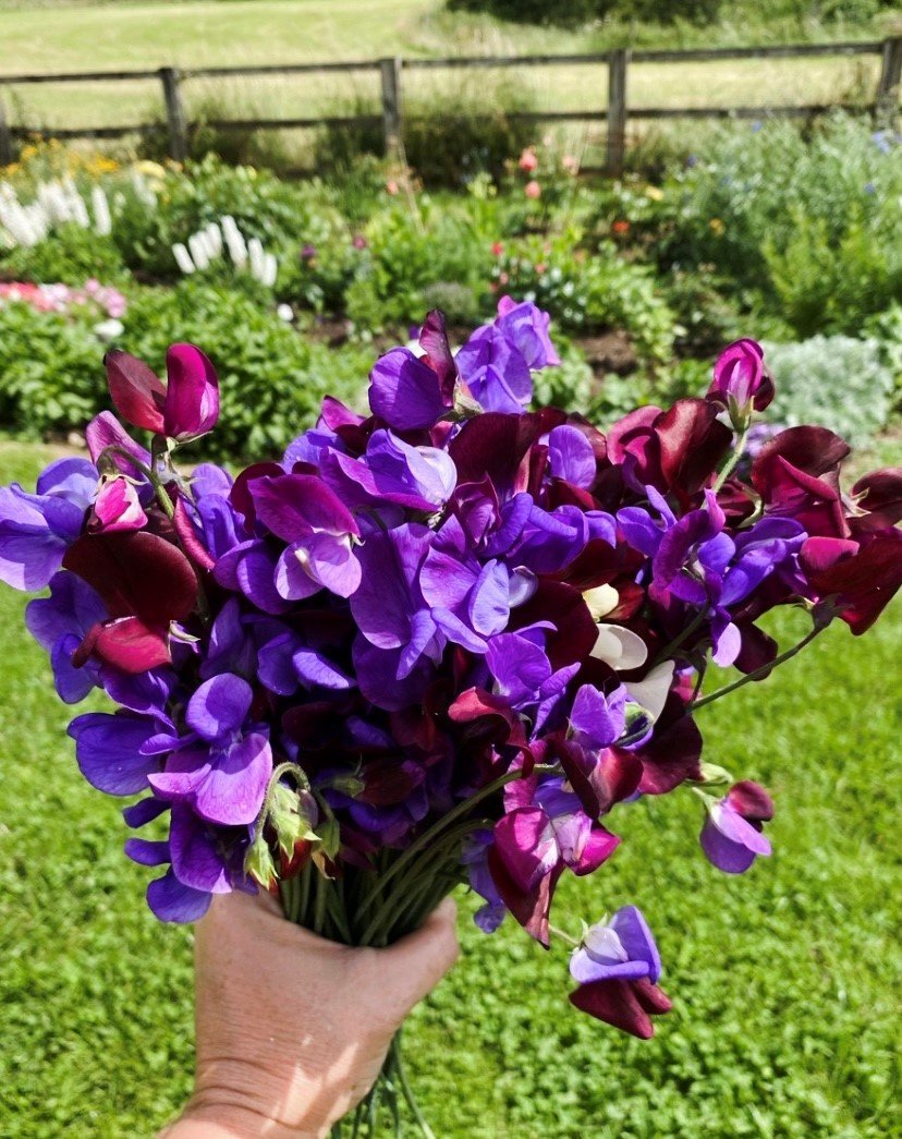 Sweetpeas.jpg