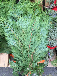 Port Orford Cedar Bunch