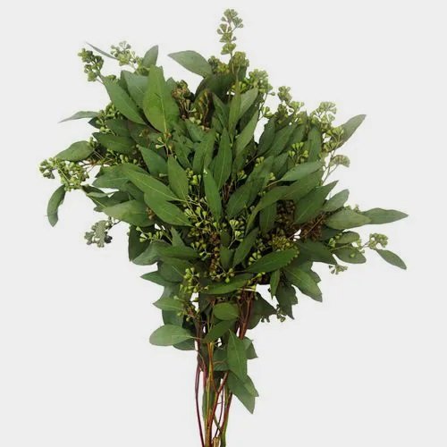 Seeded Eucalyptus Bunch