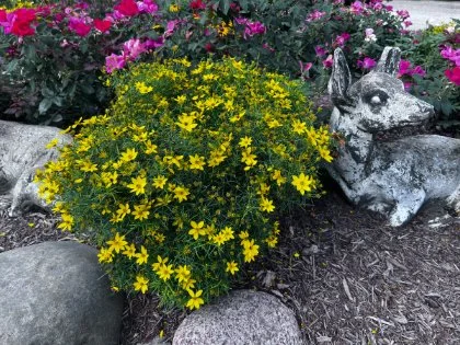 Zagreb Coreopsis.jpg