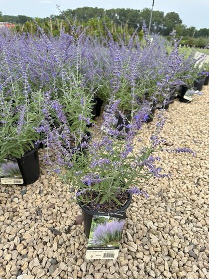 Russian Sage Crazy Blue.jpg