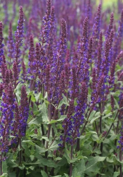 Caradonna Salvia.jpg