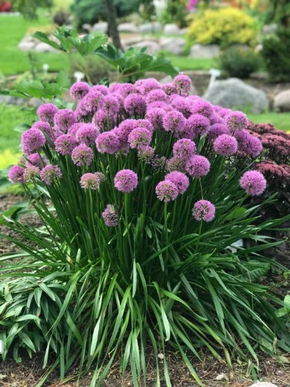 Allium Millenium