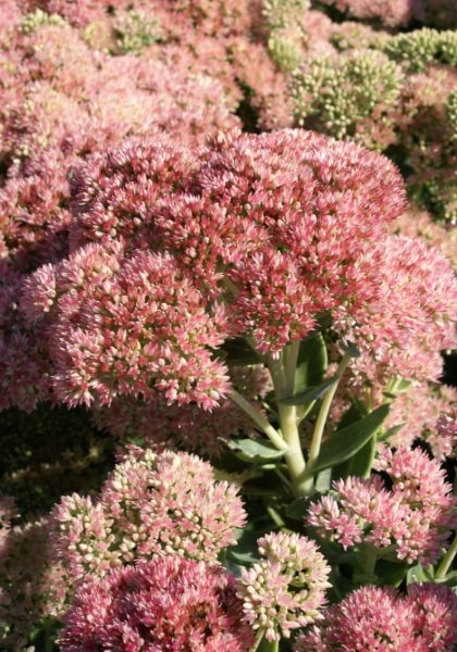Sedum Autumn Fire.jpg