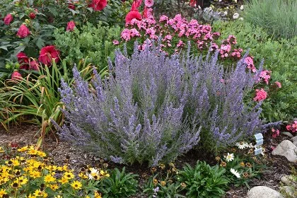 Russian Sage Denim and Lace.jpg