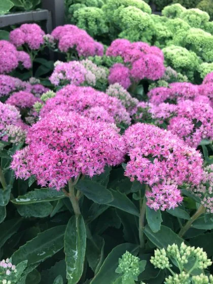 Sedum Neon.jpg
