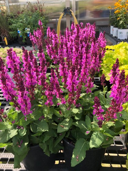 Sensation Deep Rose Salvia.jpg