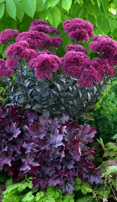Sedum Thunderhead.jpg
