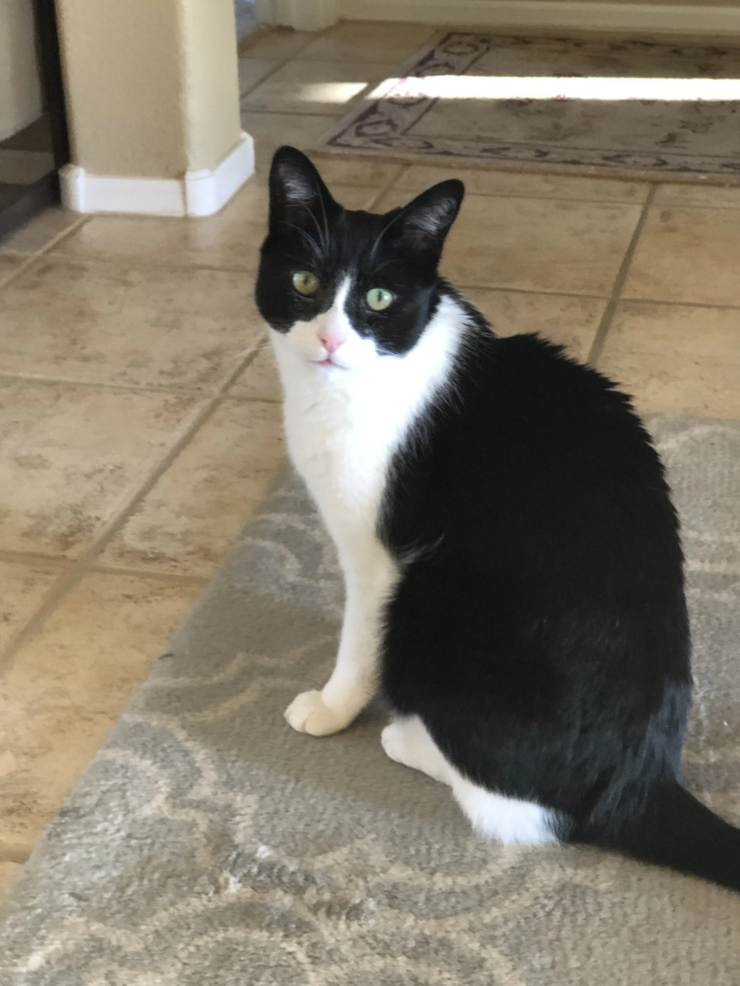 What Your Cat Has Been Quietly Teaching You about Stress                                                                                                                              