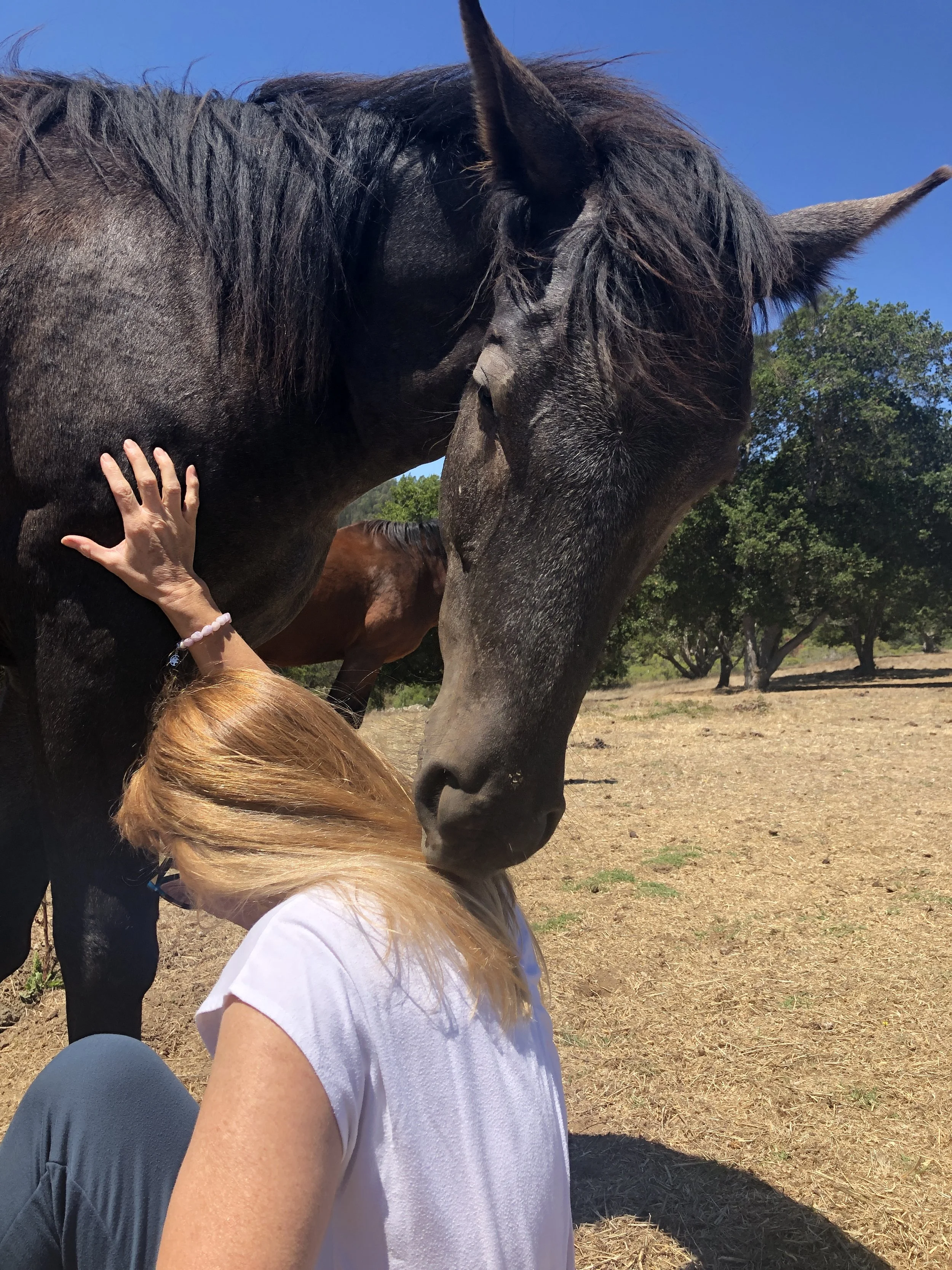 Why Your Horse Can't Relax (And What It Has to Do With You)                               By Divine Harmony Pet Communication | Animal Communicator · Energy Healer · Bodyworker · Death Doula