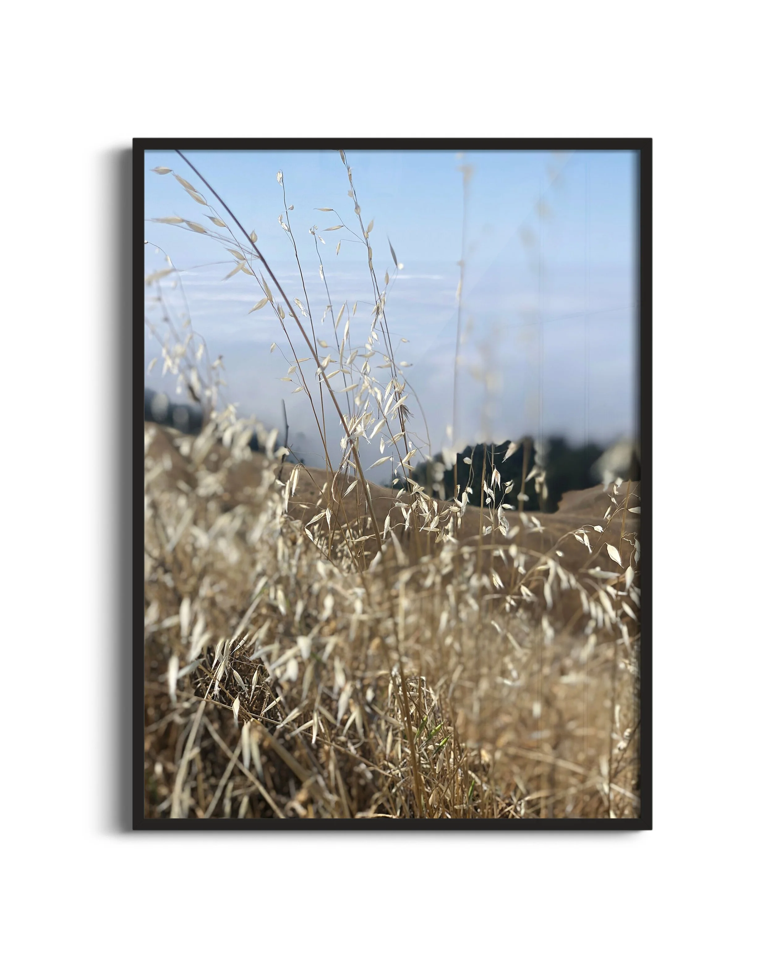 Fog-grass-NB-blk.jpg