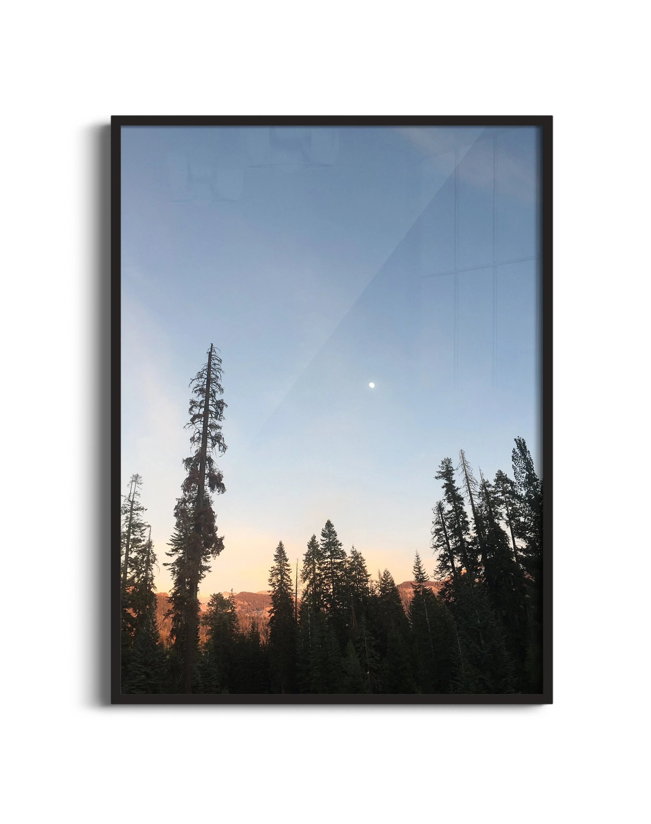 Trees-twilight-NB-blk.jpg
