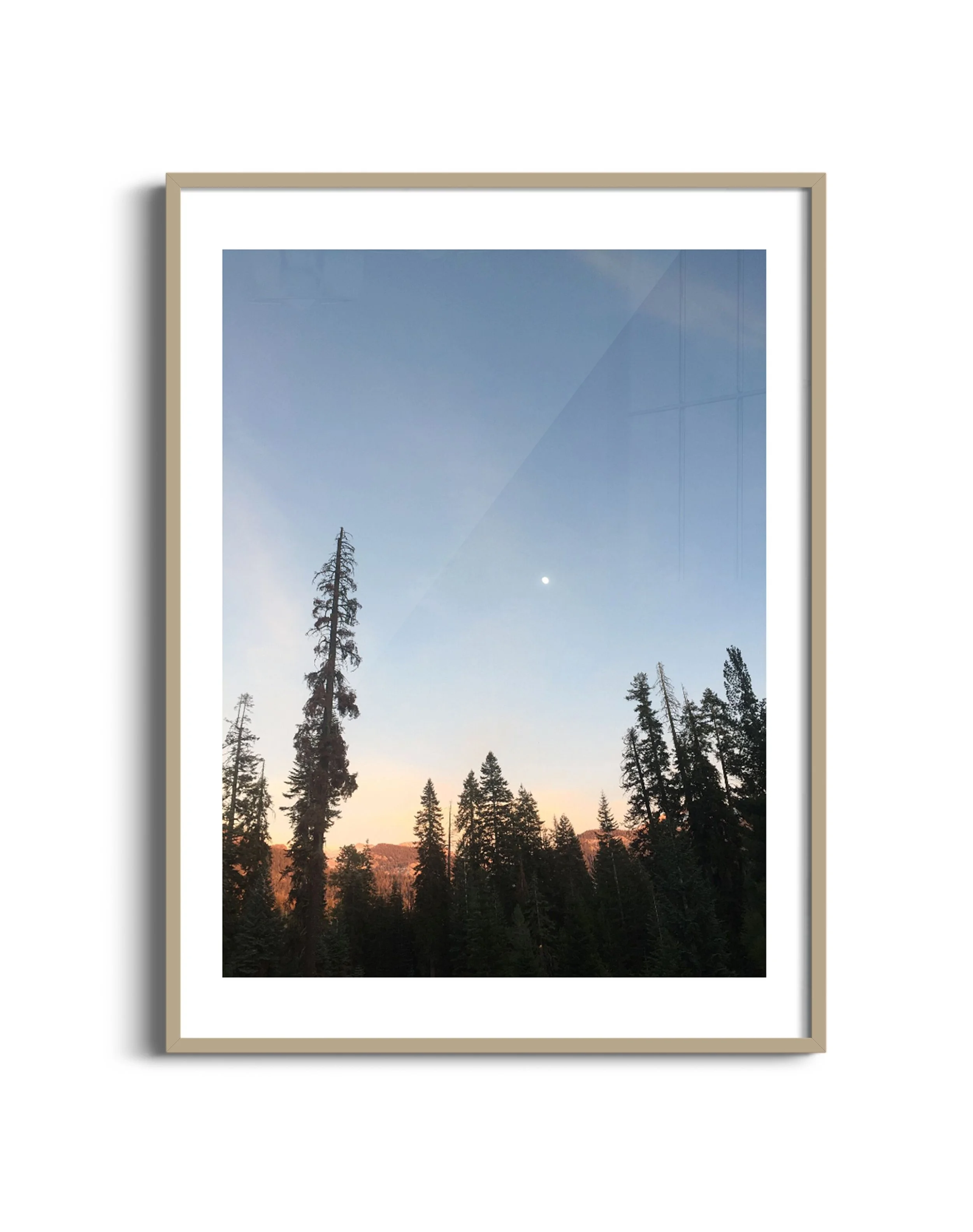 Trees-twilight-m-oak.jpg