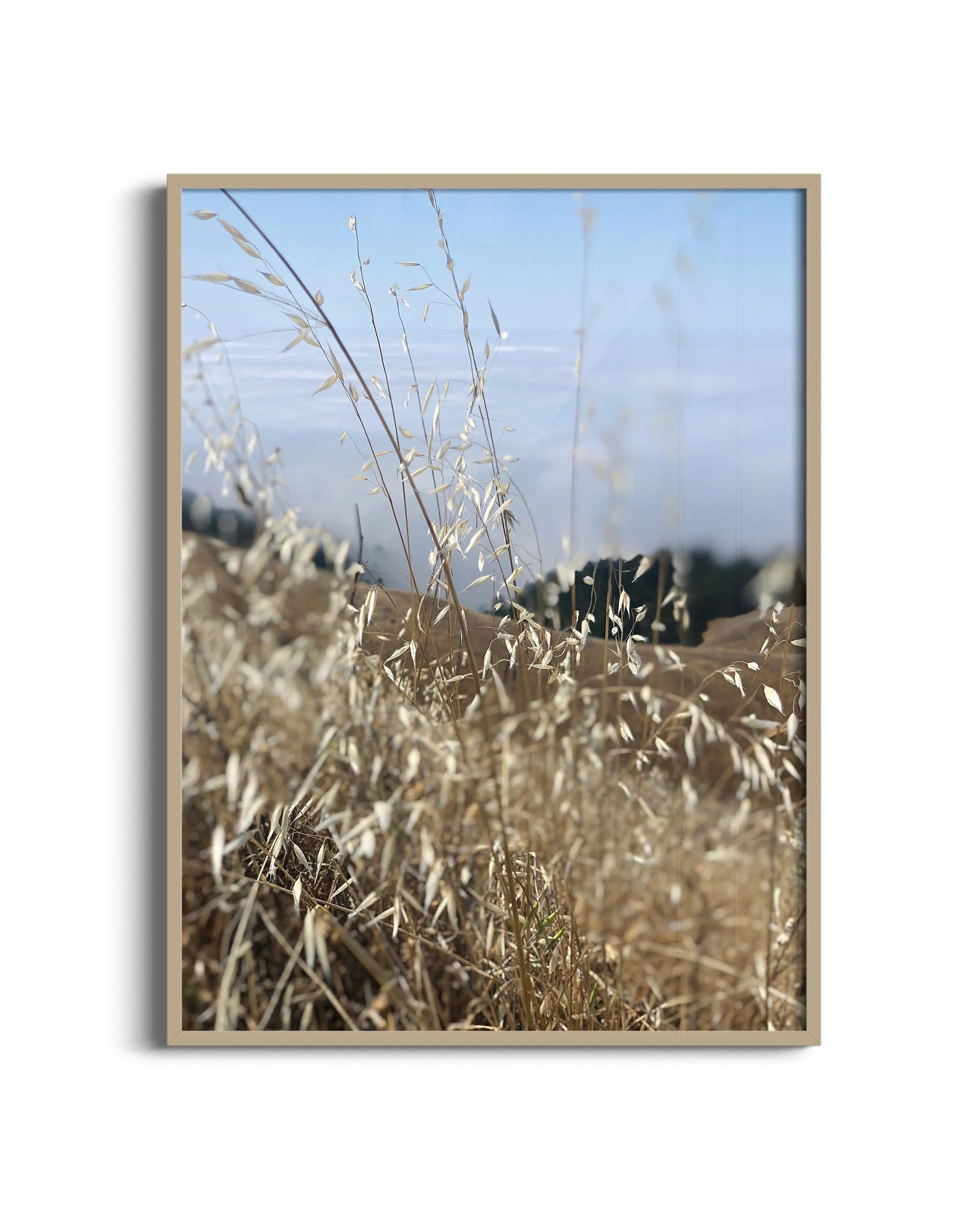 Fog-grass-NB-oak.jpg