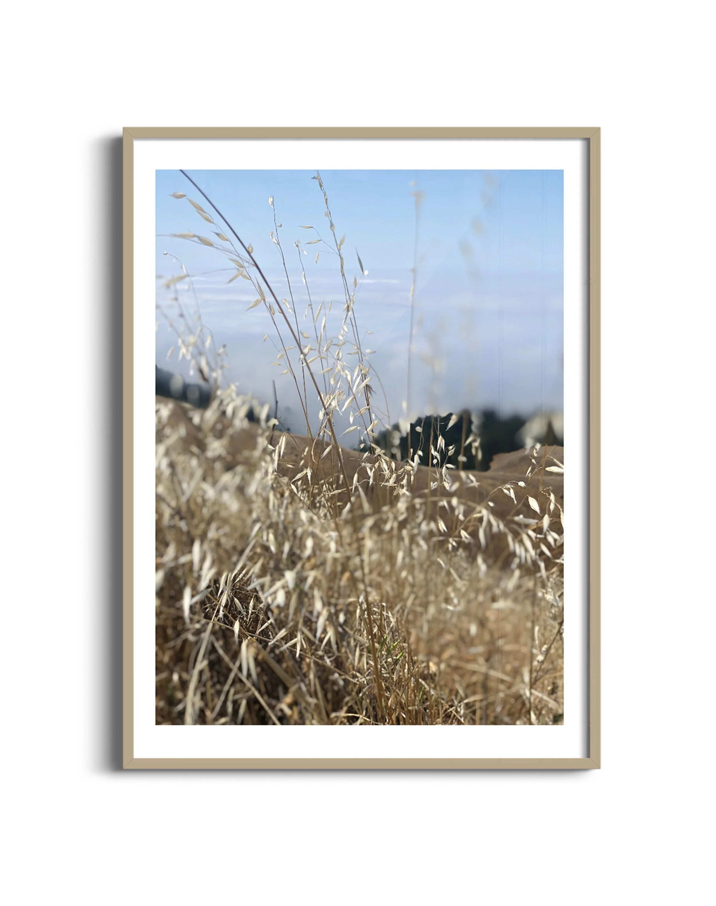 Fog-grass-m-oak.jpg