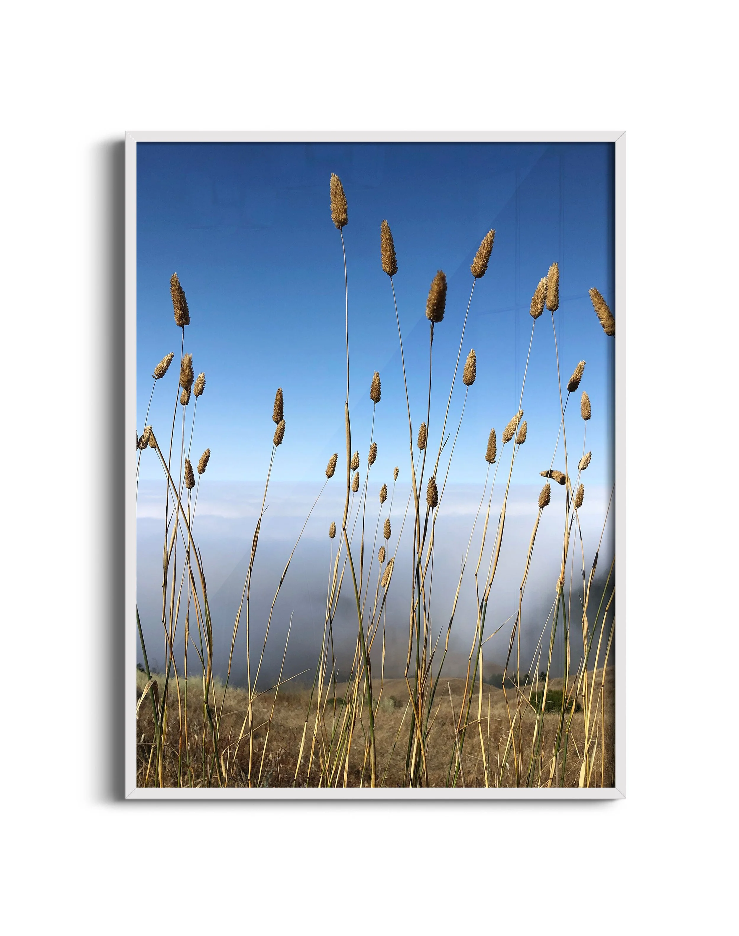 Tall-grass-NB-wht.jpg
