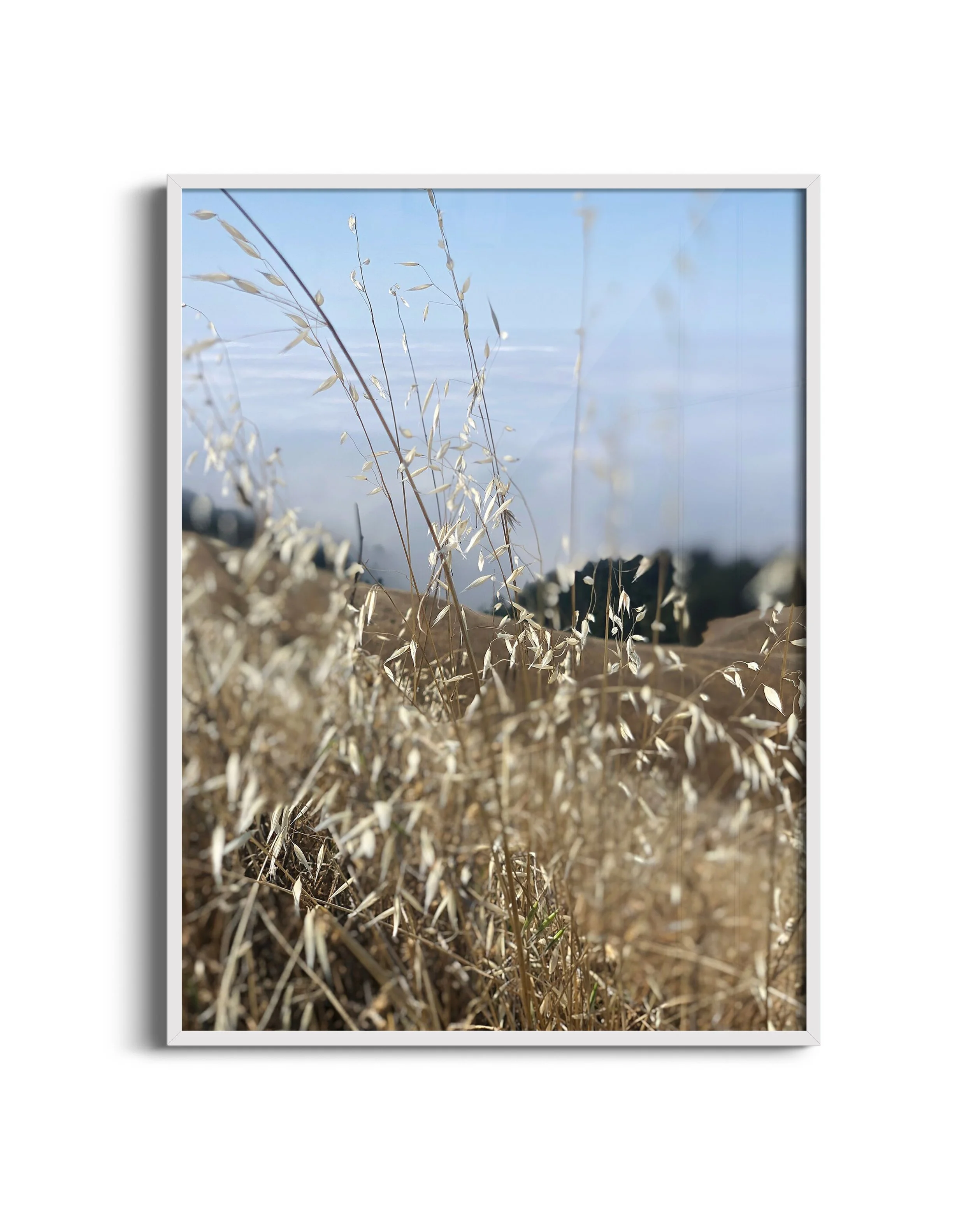 Fog-grass-NB-wht.jpg
