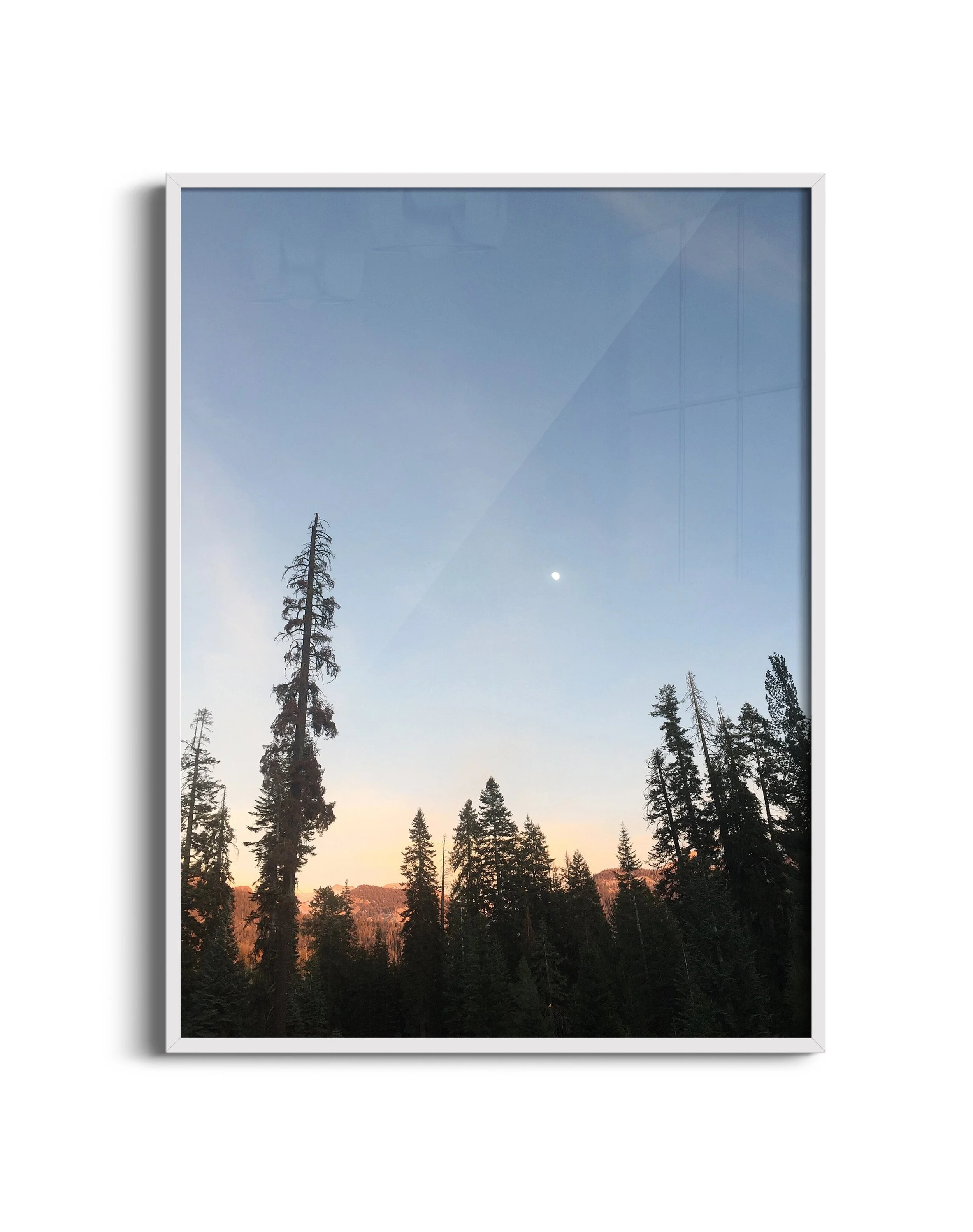 Trees-twilight-NB-wht.jpg