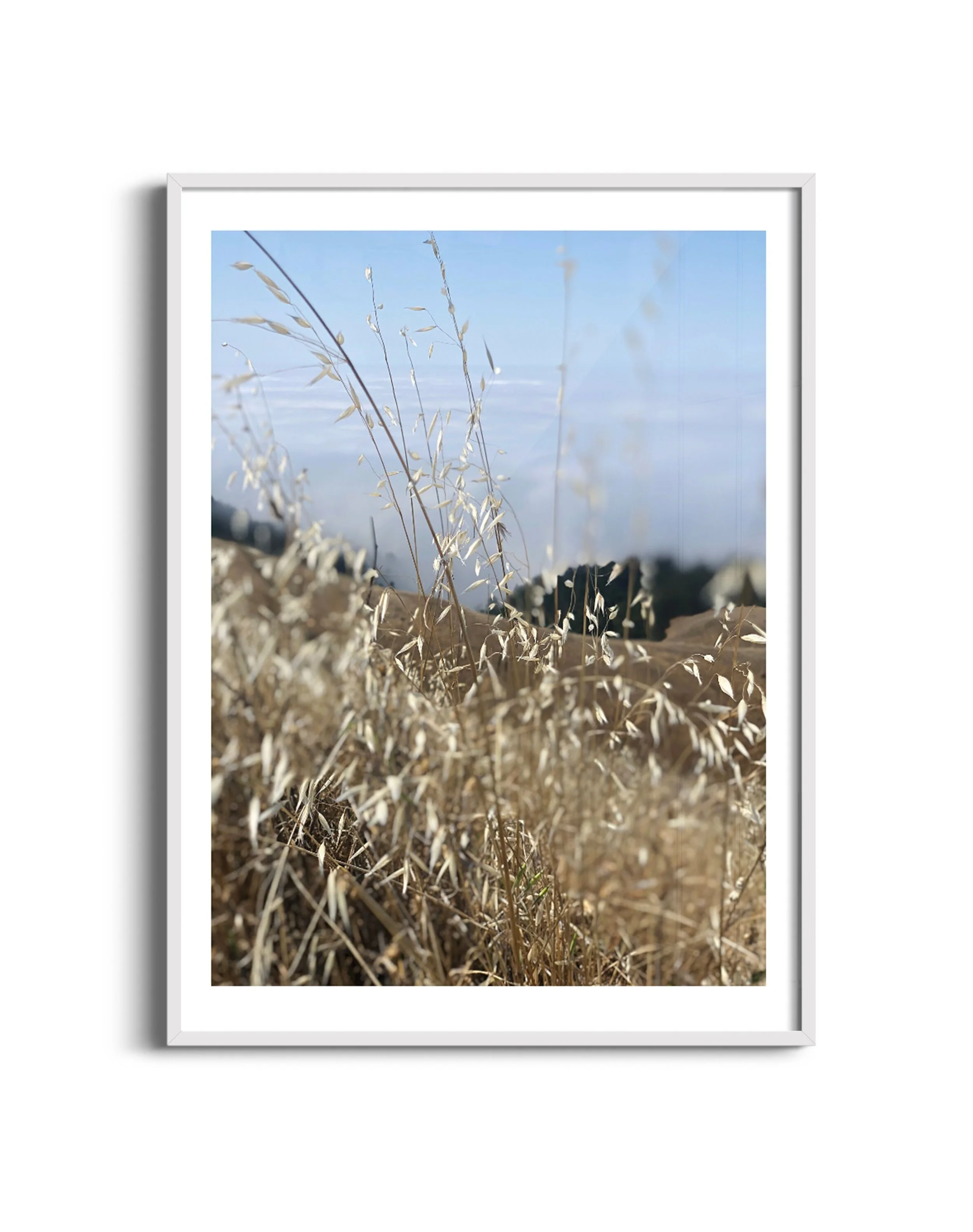 Fog-grass-m-wht.jpg
