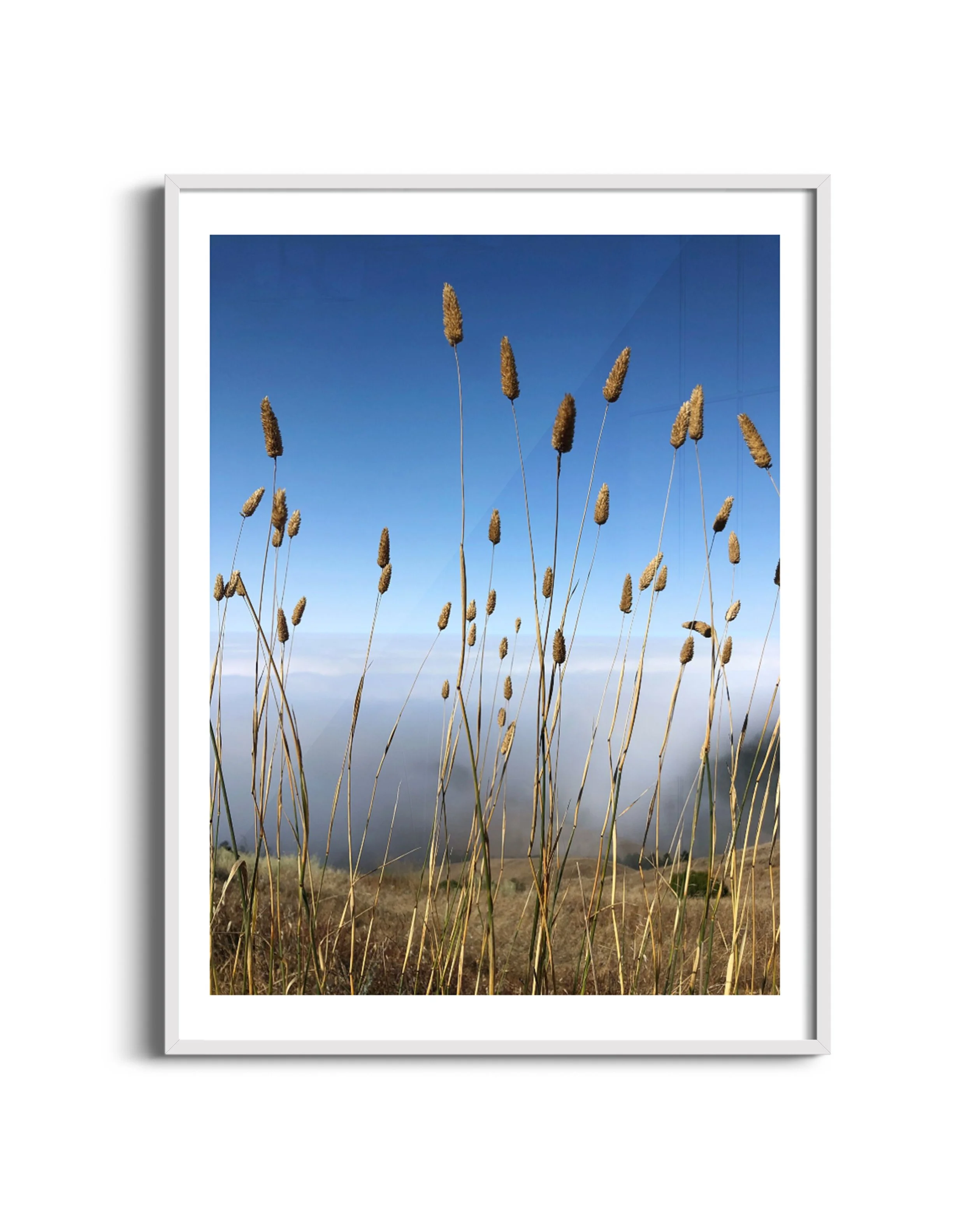 Tall-grass-m-wht.jpg