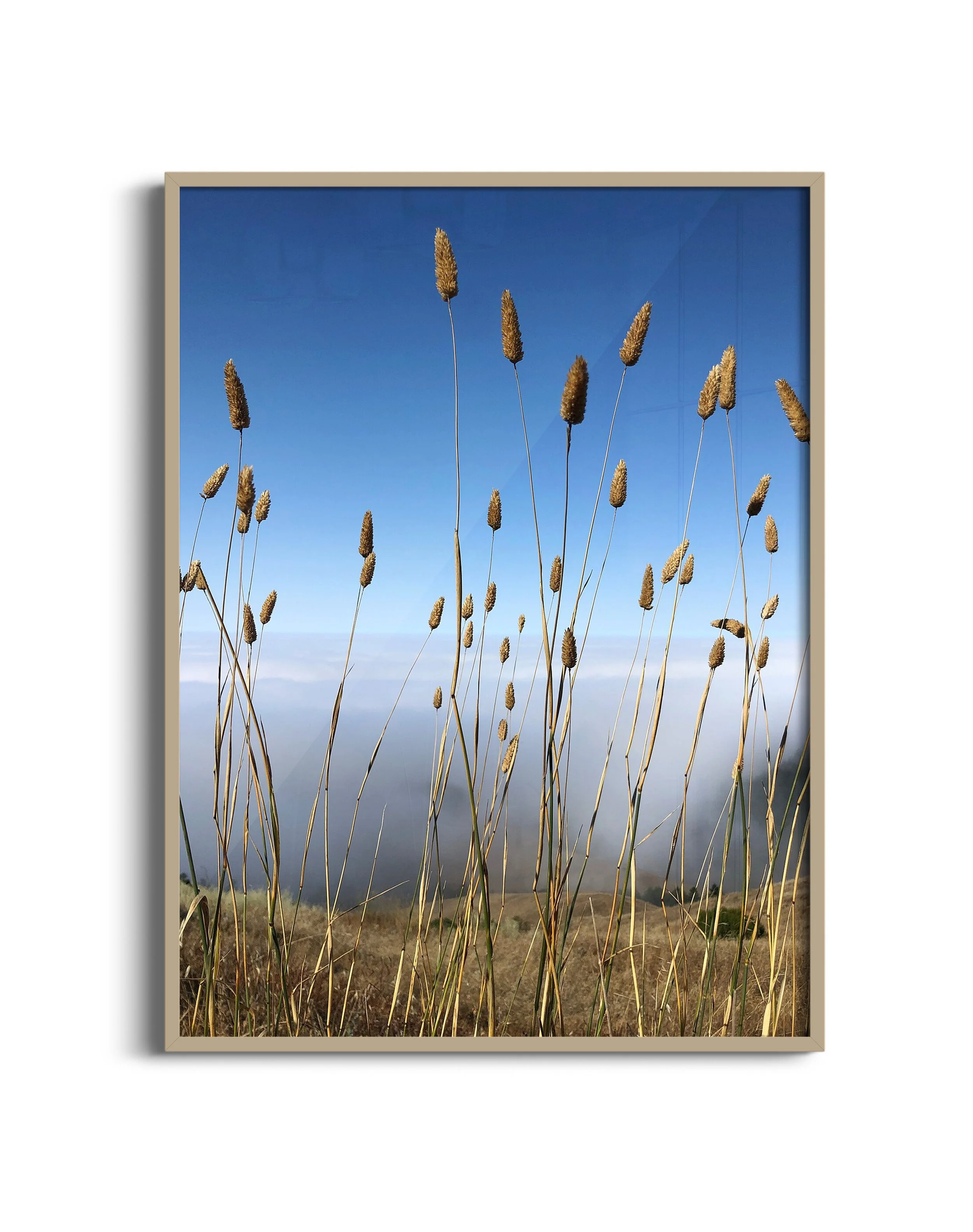 Tall-grass-NB-oak.jpg