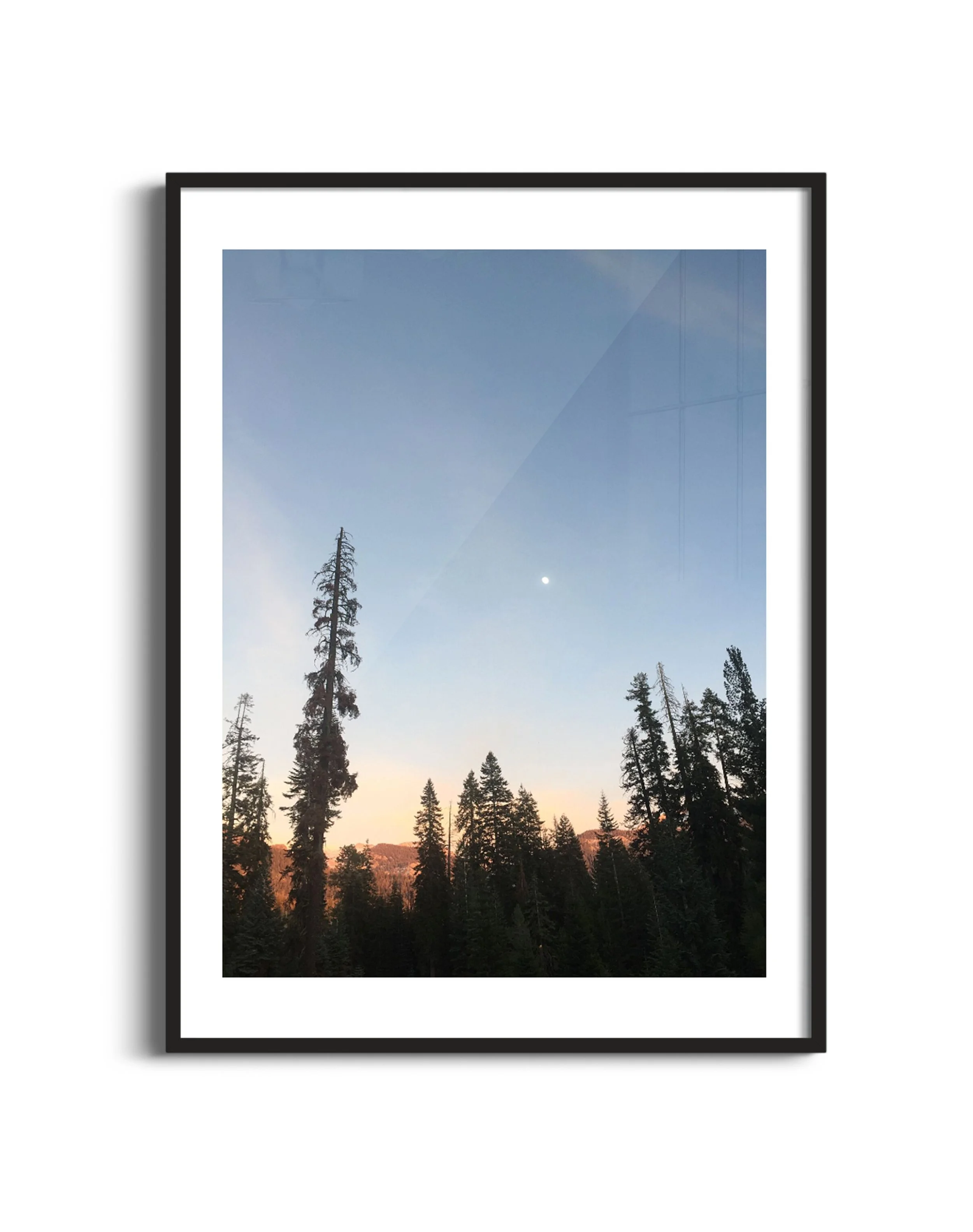 Trees-twilight-m-blk.jpg