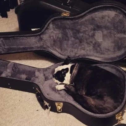 Small black and white dog lying inside a guitar case.