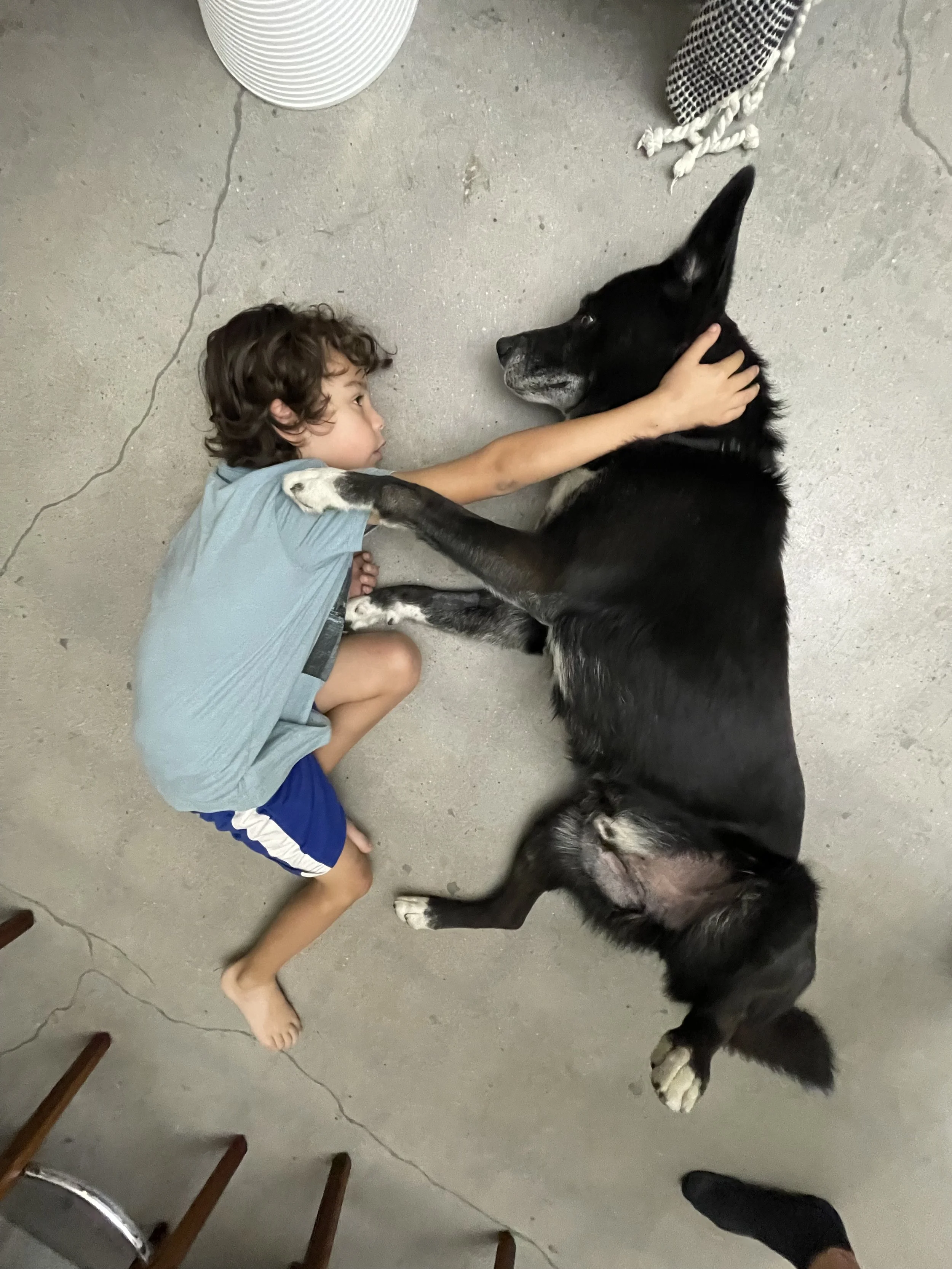 A young boy with curly hair, dressed in a light blue T-shirt and navy blue shorts, lies on a concrete floor, looking into the eyes of a large black and white dog. The dog is lying on its side, facing the boy, with one paw resting on the boy's shoulder and the boy's hand gently holding the dog's face.