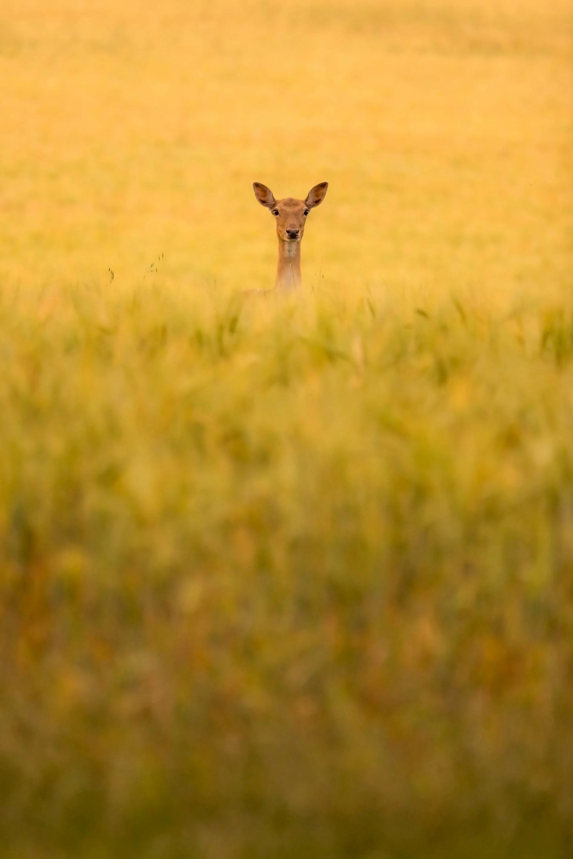 Be more curious than you are certain