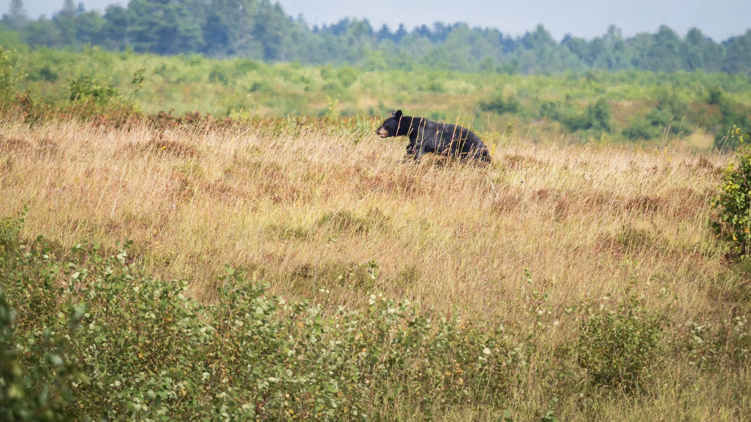 Black Bear, Red Squirrel, &amp; Ruby-Throated Hummingbirds