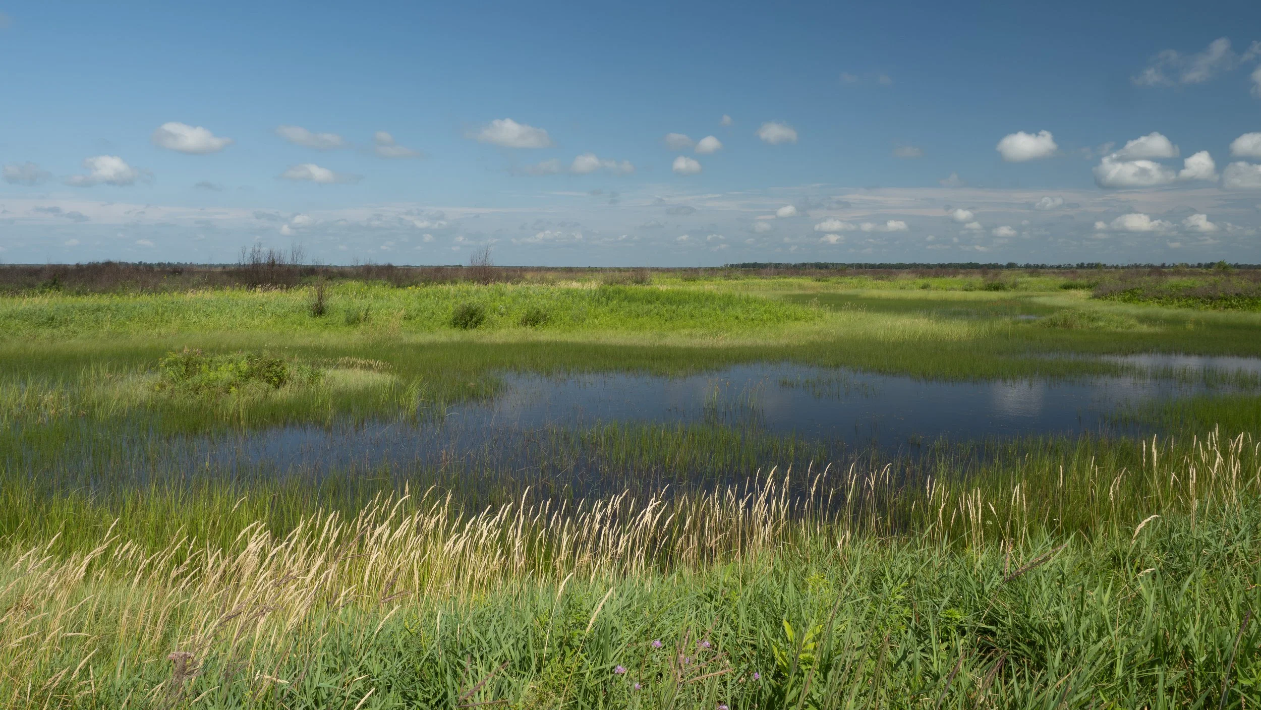 Marsh In Crex Meadows