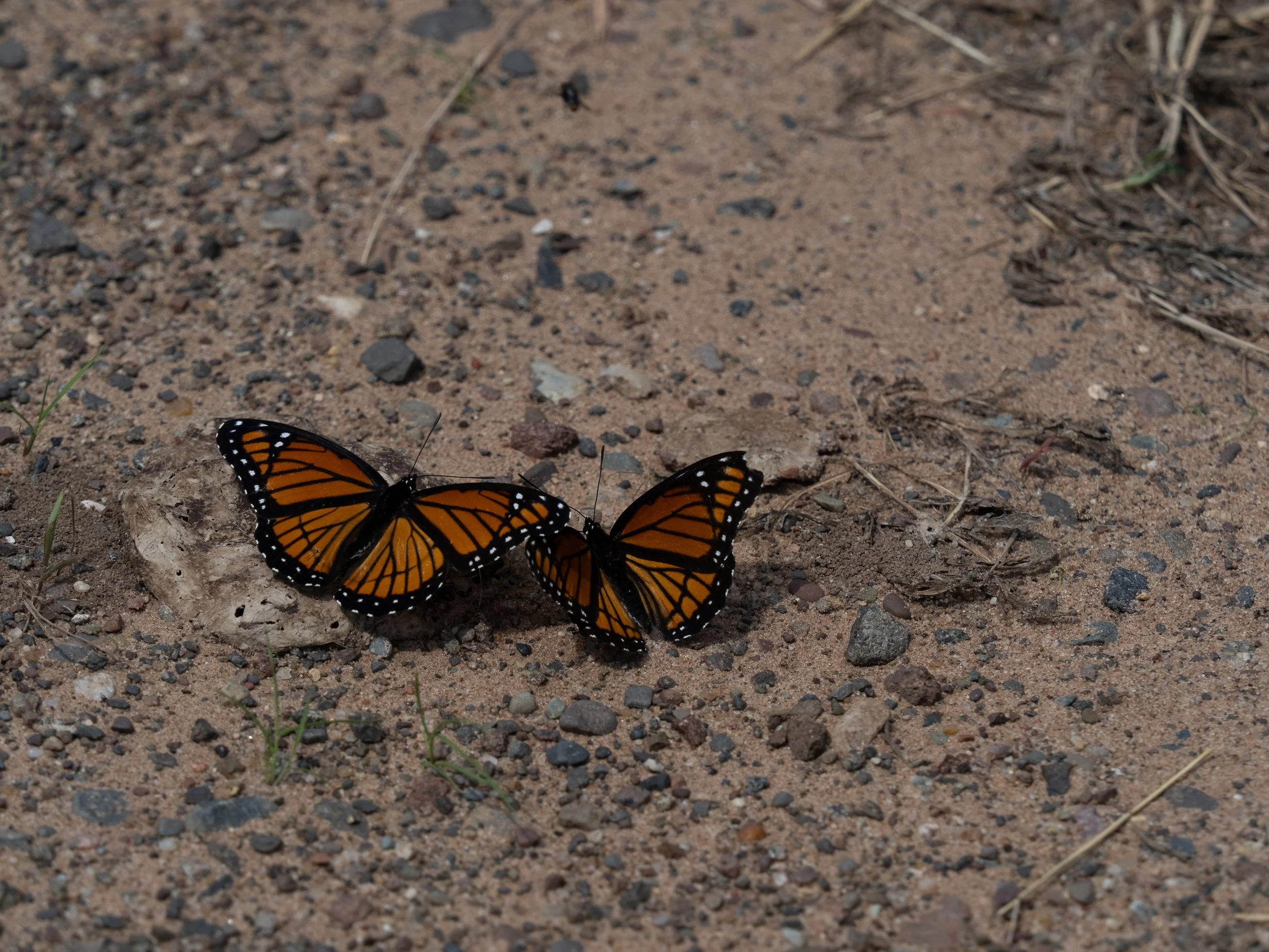Monarchs