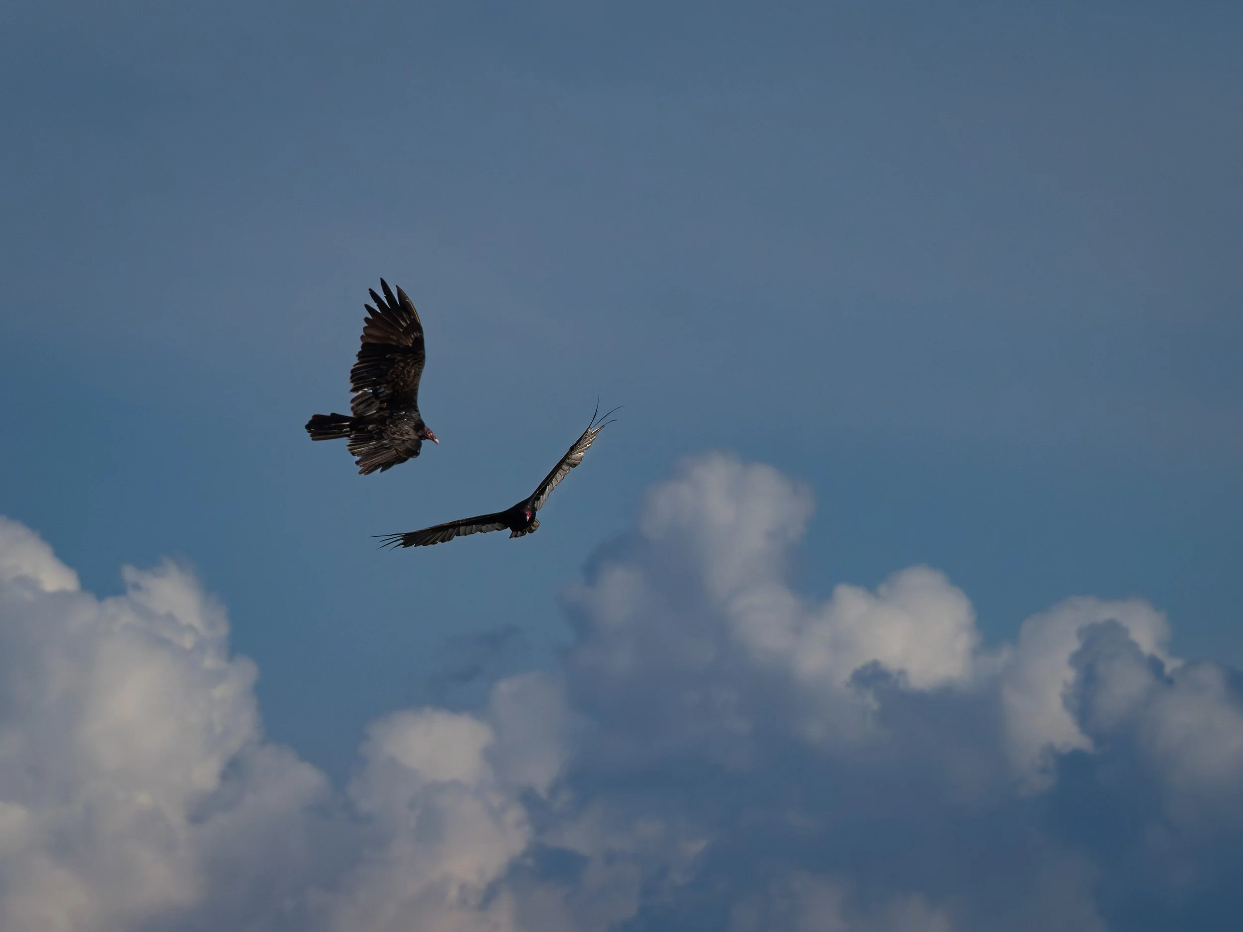 Soaring Vultures 2