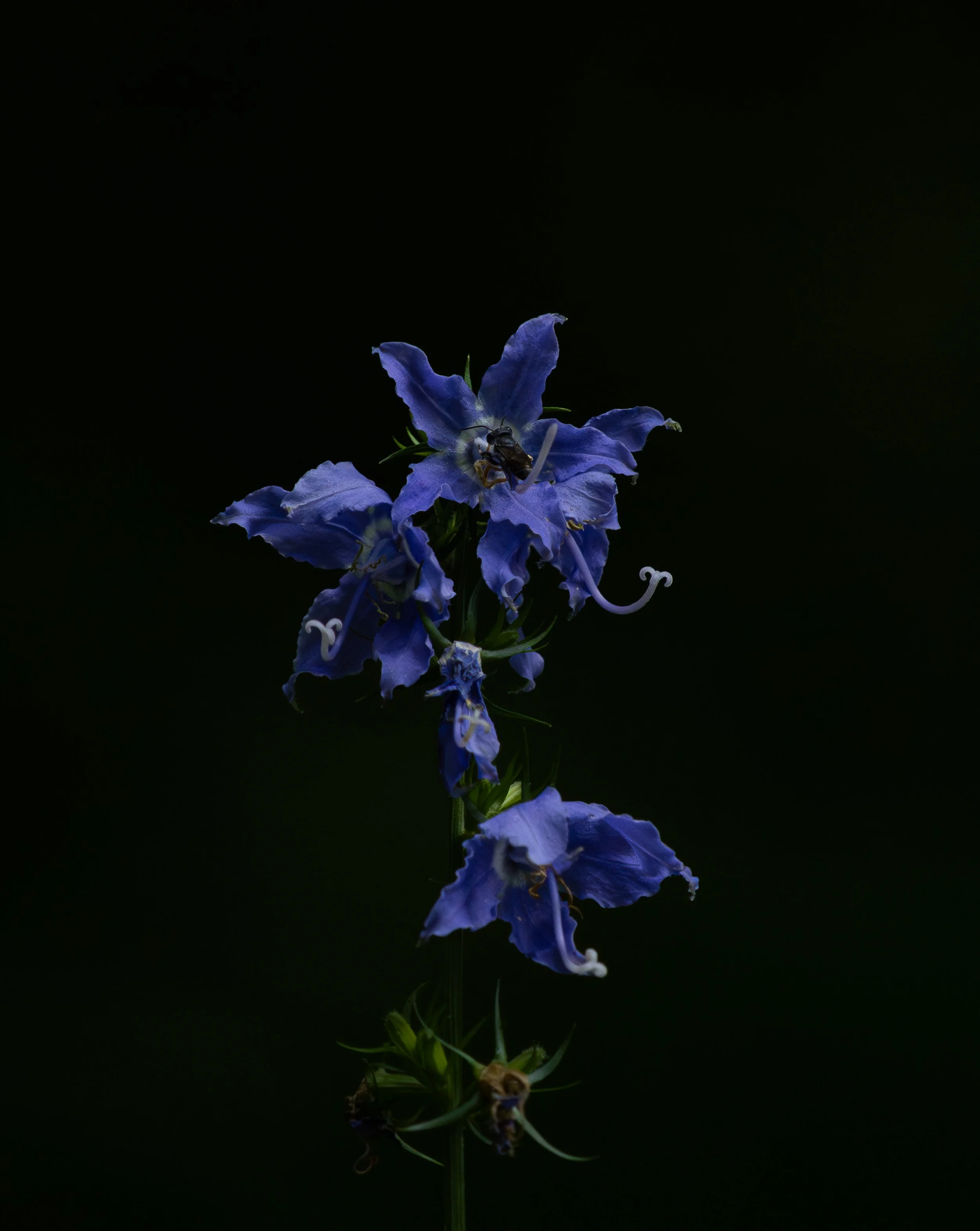 Tall Bellflower