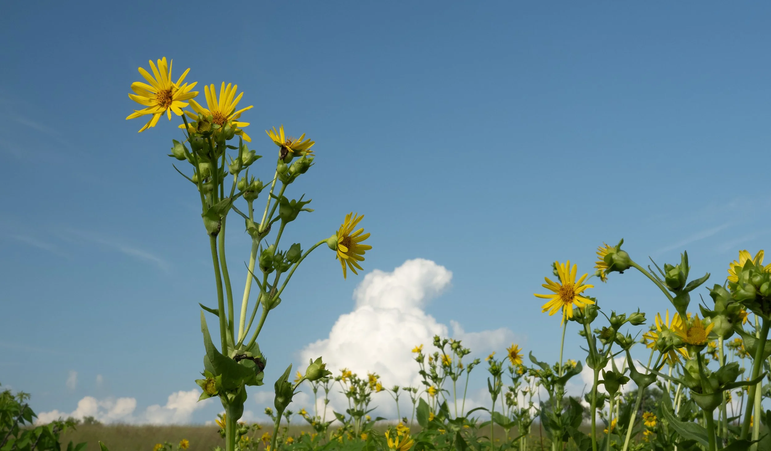Wild Sunflowers