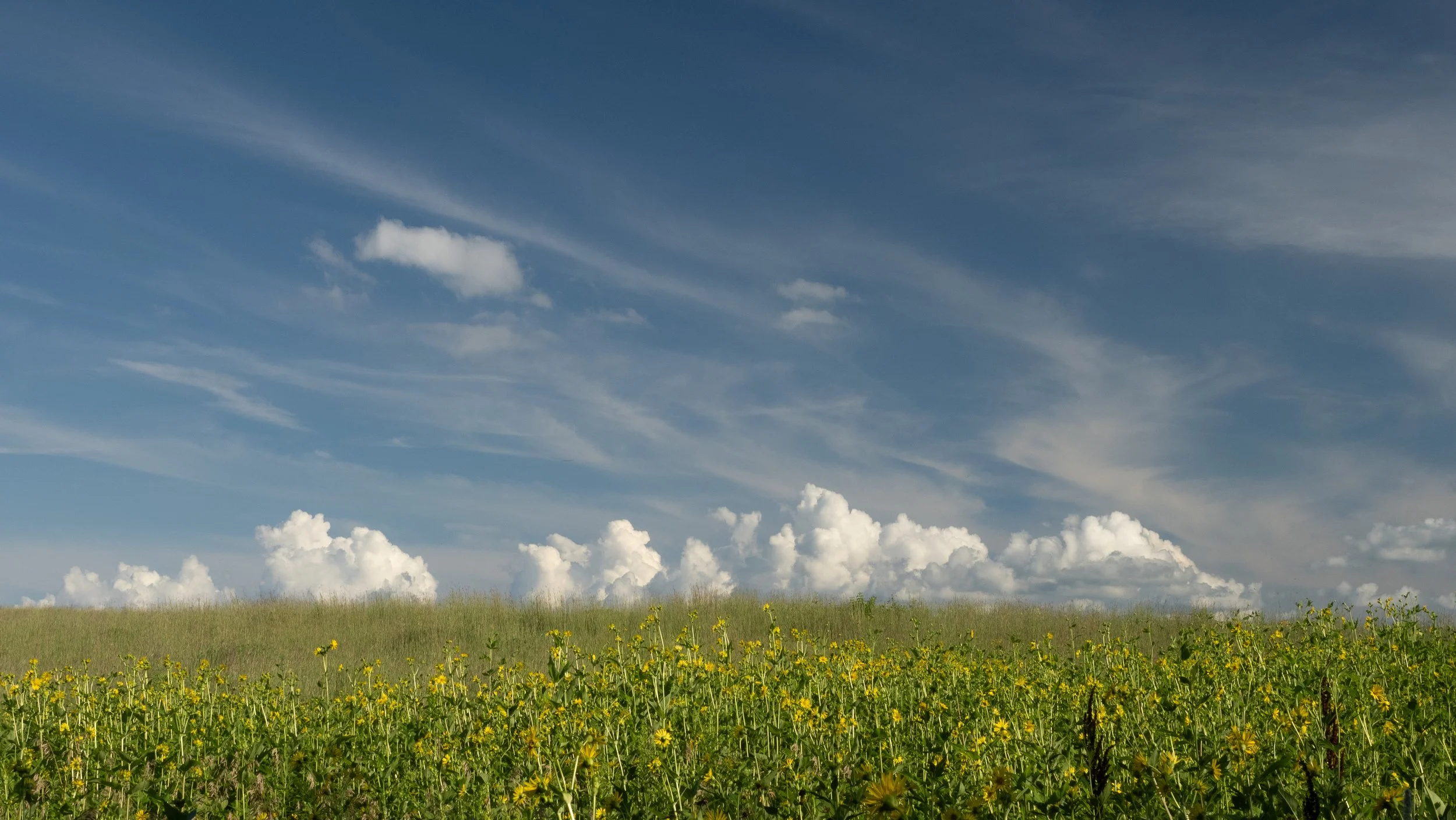 Meadow and Sky In the Maiden Rock Bluff State Natural Area