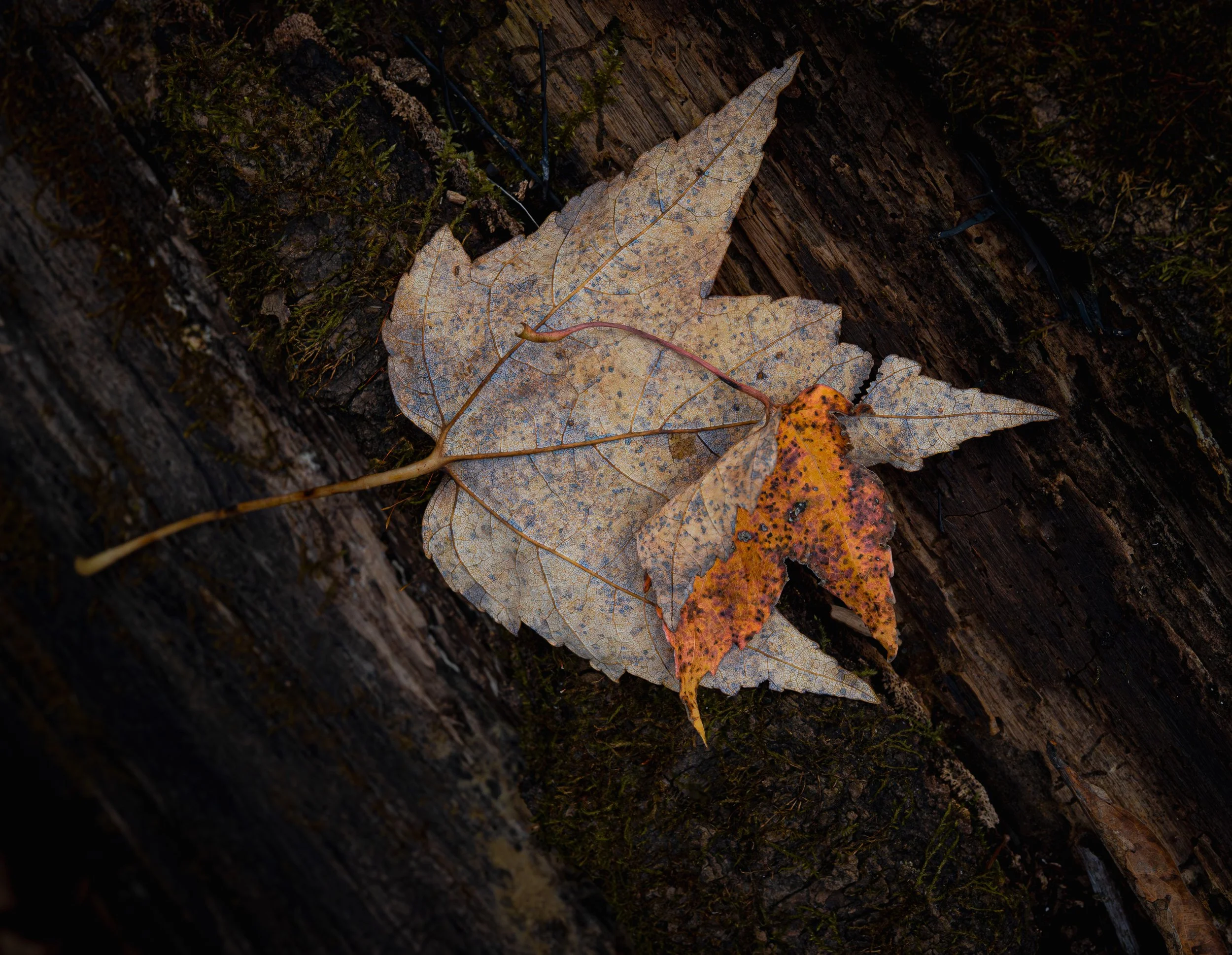 251025-55 Screen.jpg