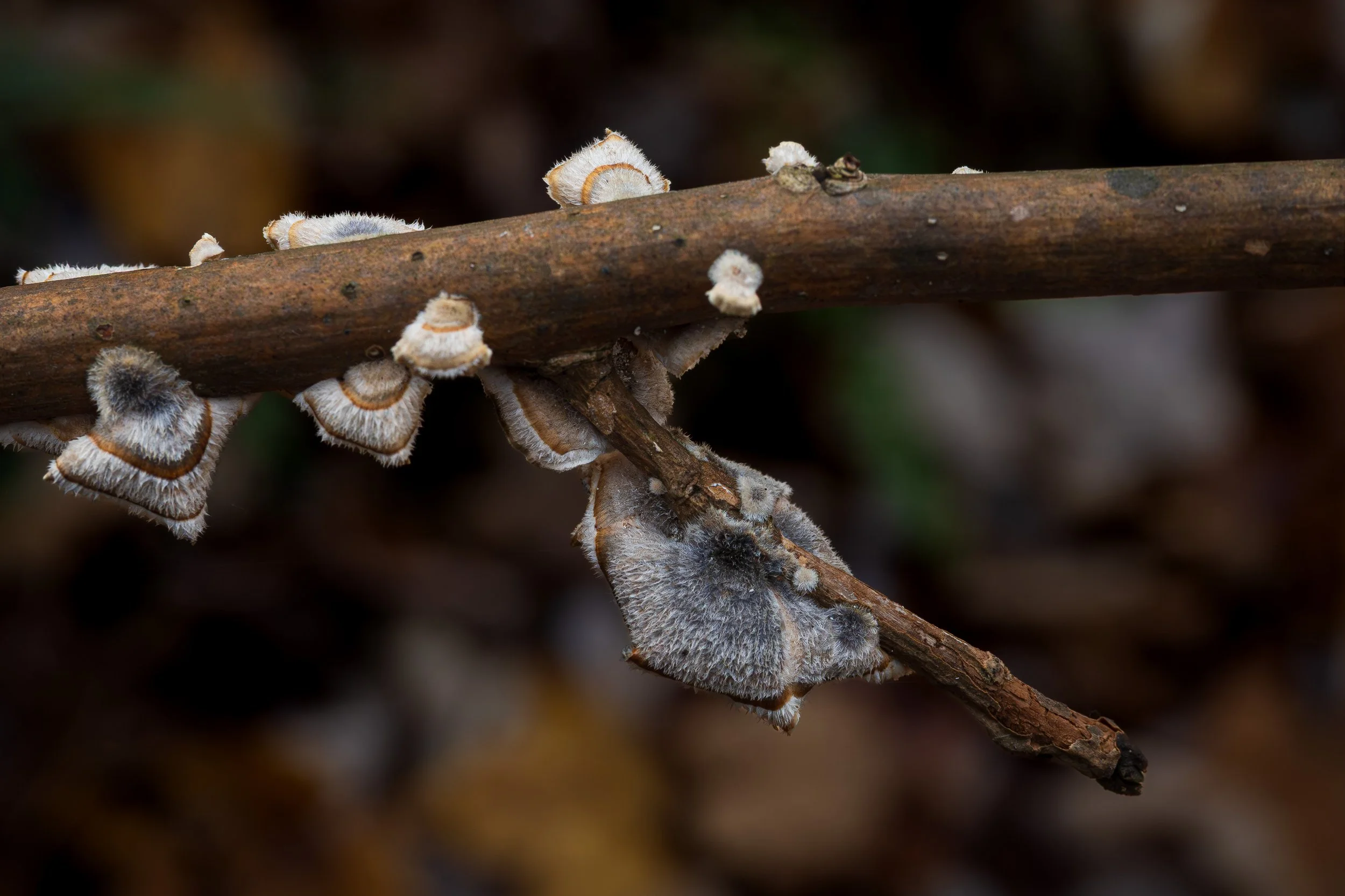 251025-49 Screen.jpg