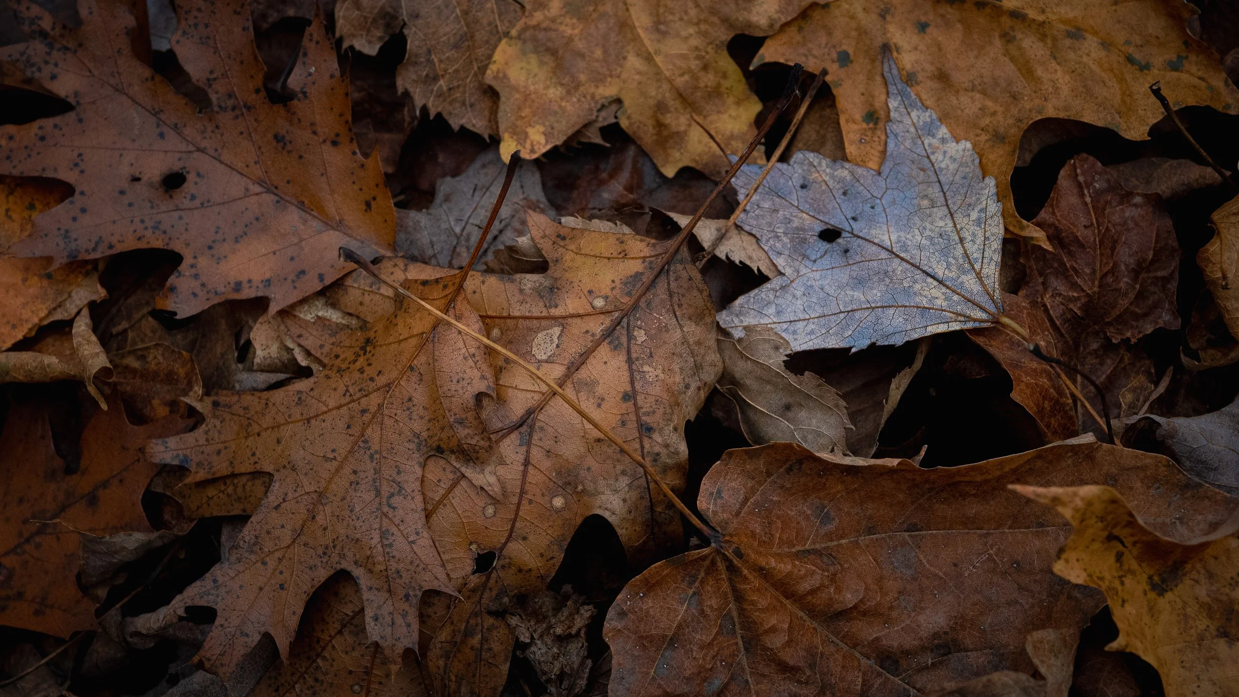 251025-25 Screen.jpg