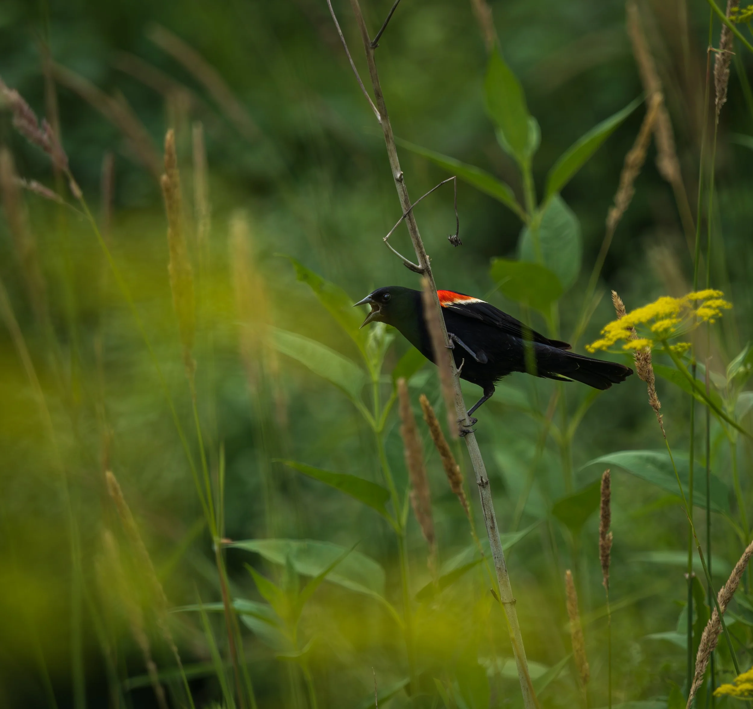 There Will Always Be Blackbirds