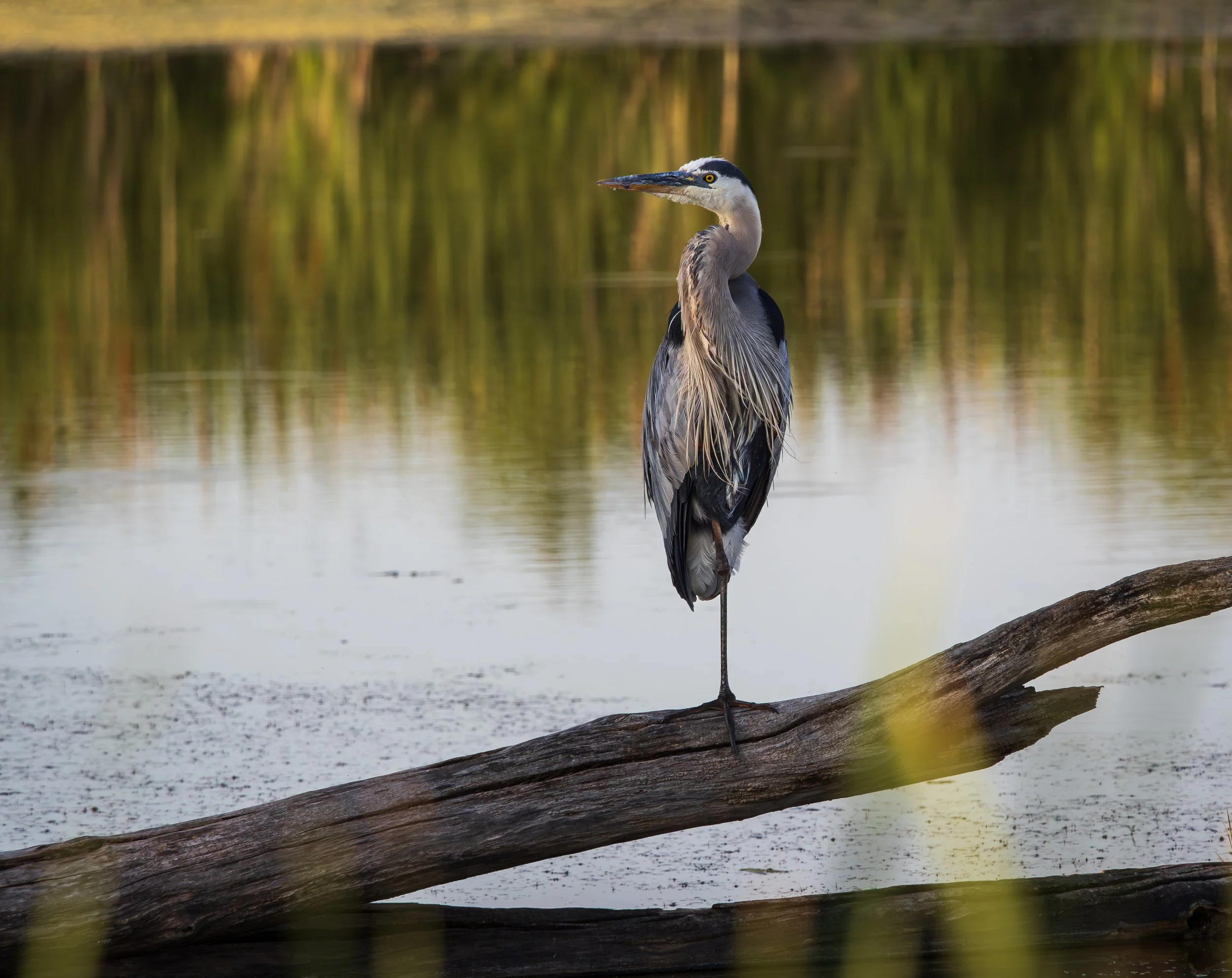 Herons