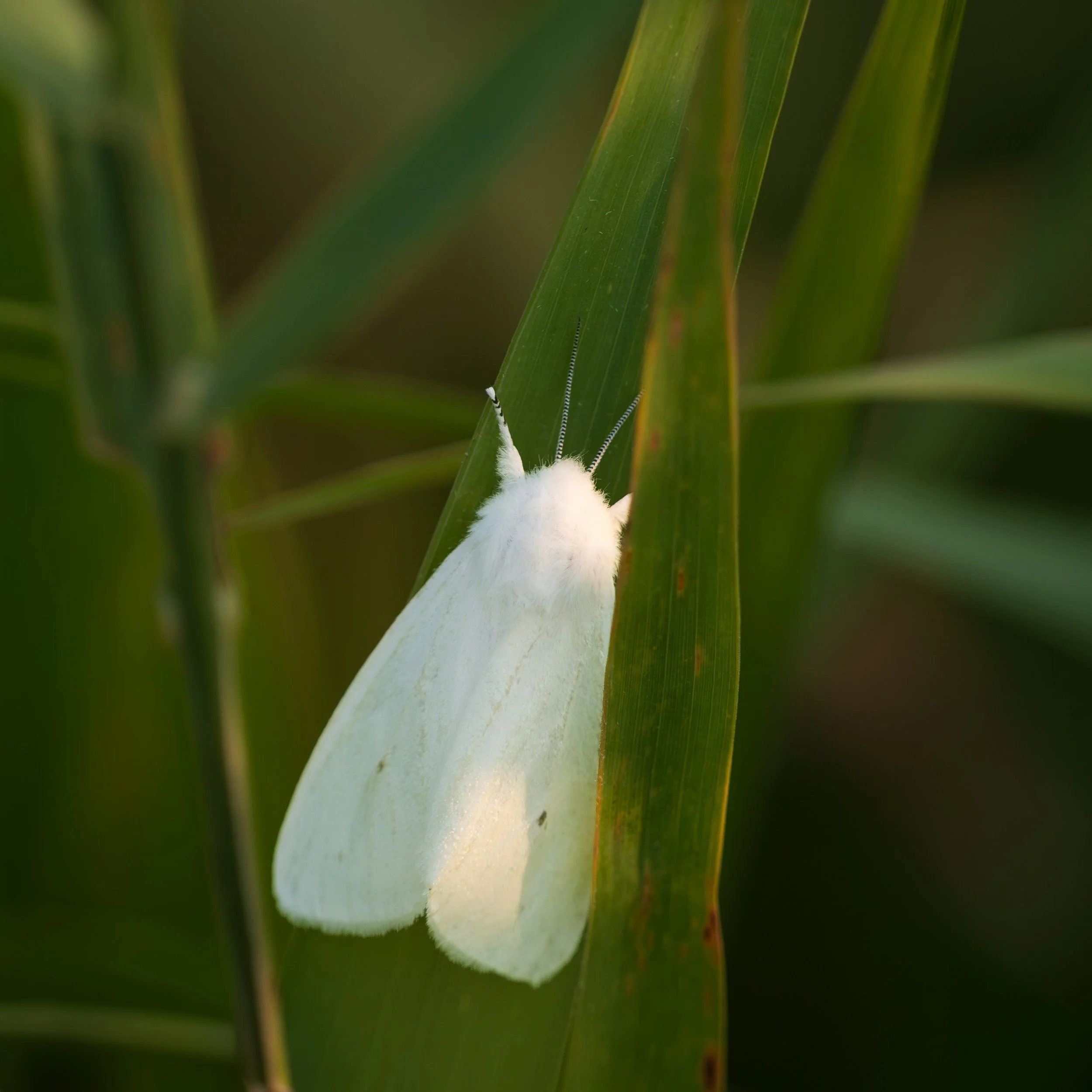 A Mighty White Moth