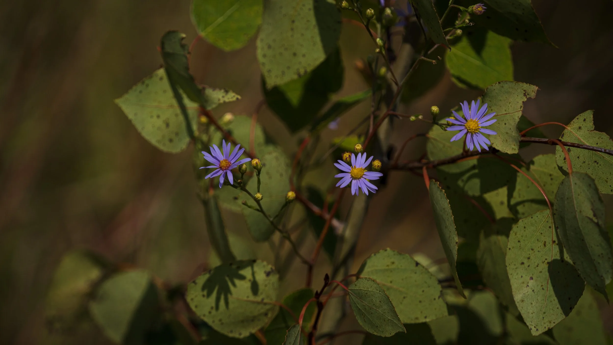 20260827-010 Screen.jpg