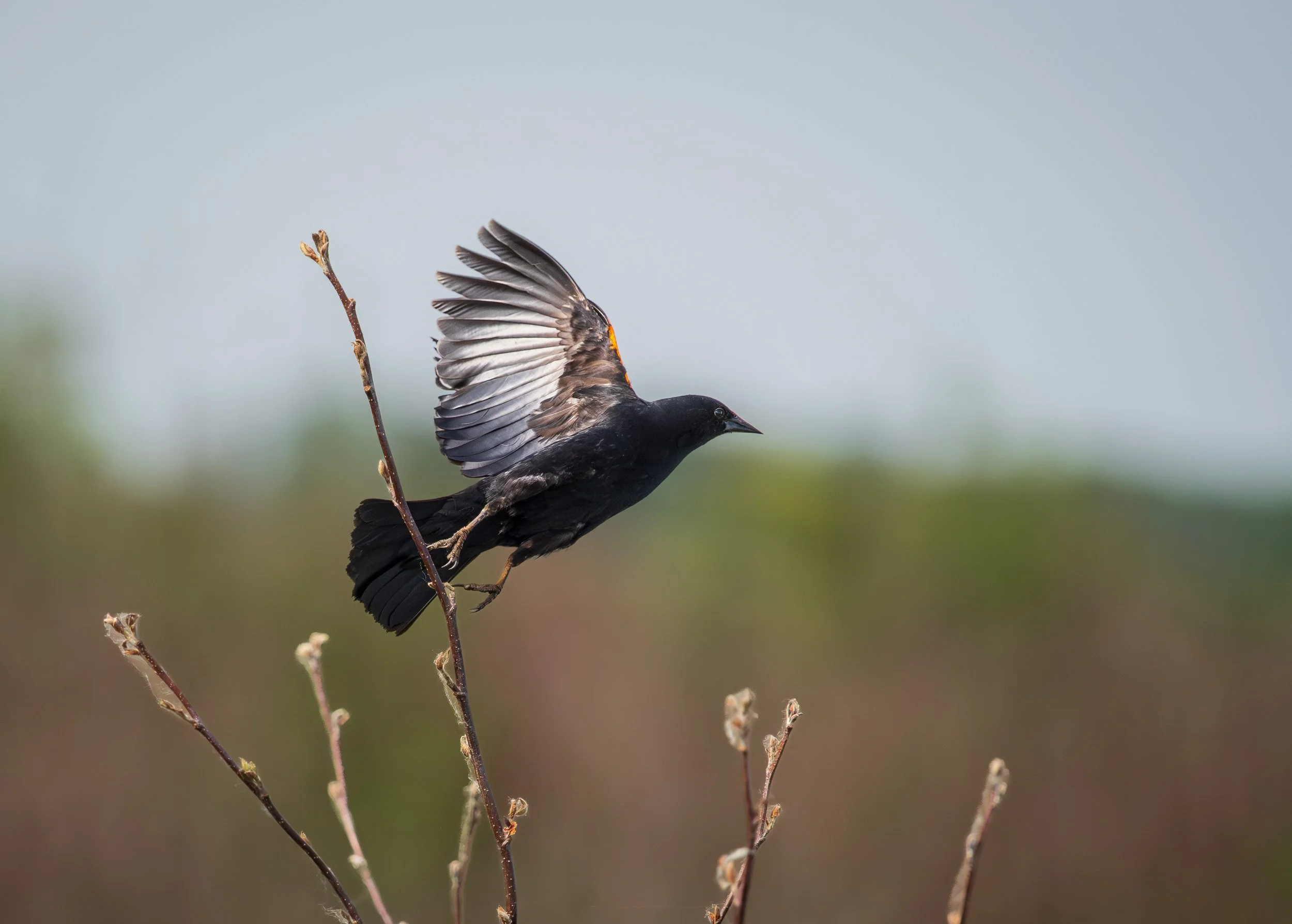 Red-winged Blackbird