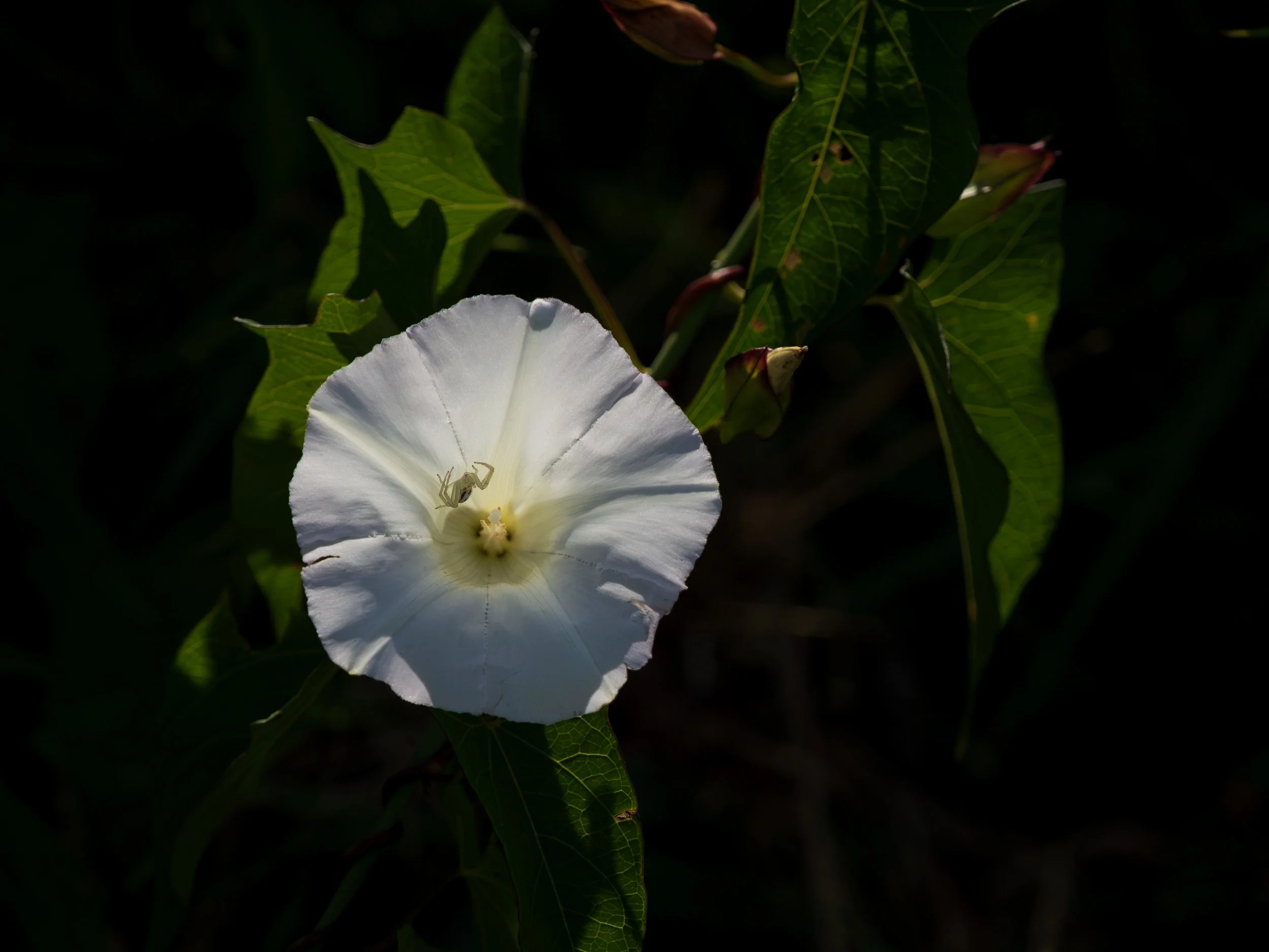 White On White