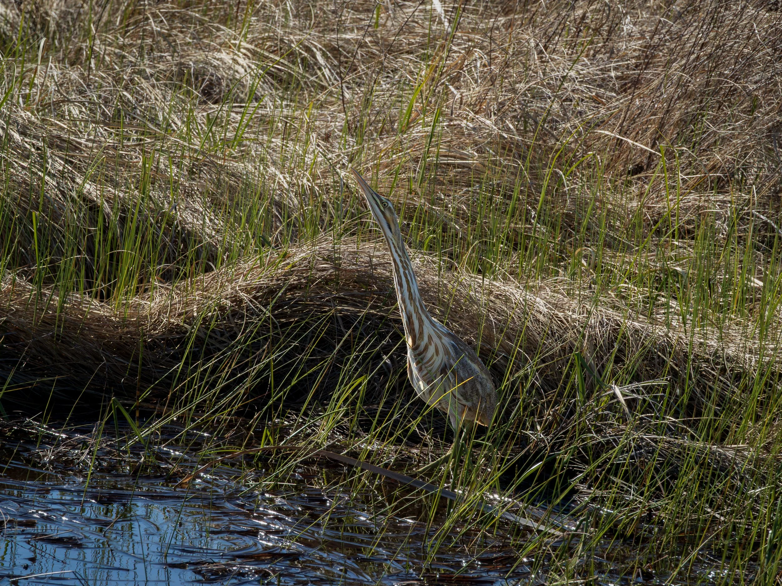 American Bittern