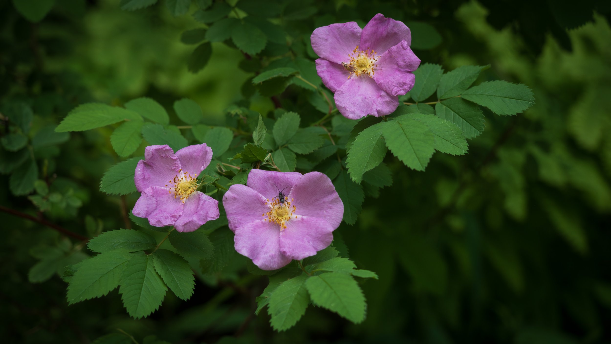 Three Wild Roses and a Bug